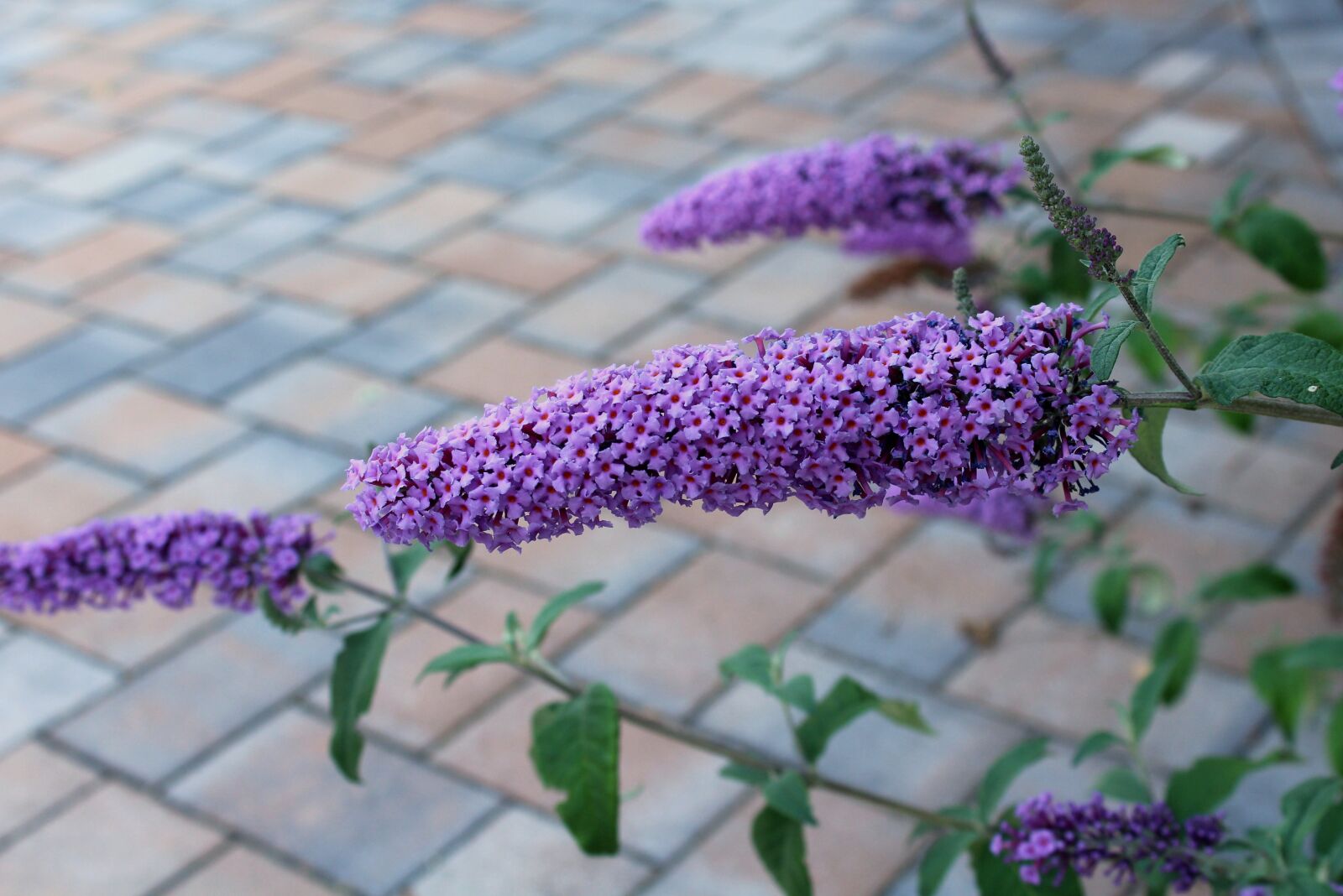 Canon EOS 1200D (EOS Rebel T5 / EOS Kiss X70 / EOS Hi) sample photo. Butterfly bush, kid stories photography