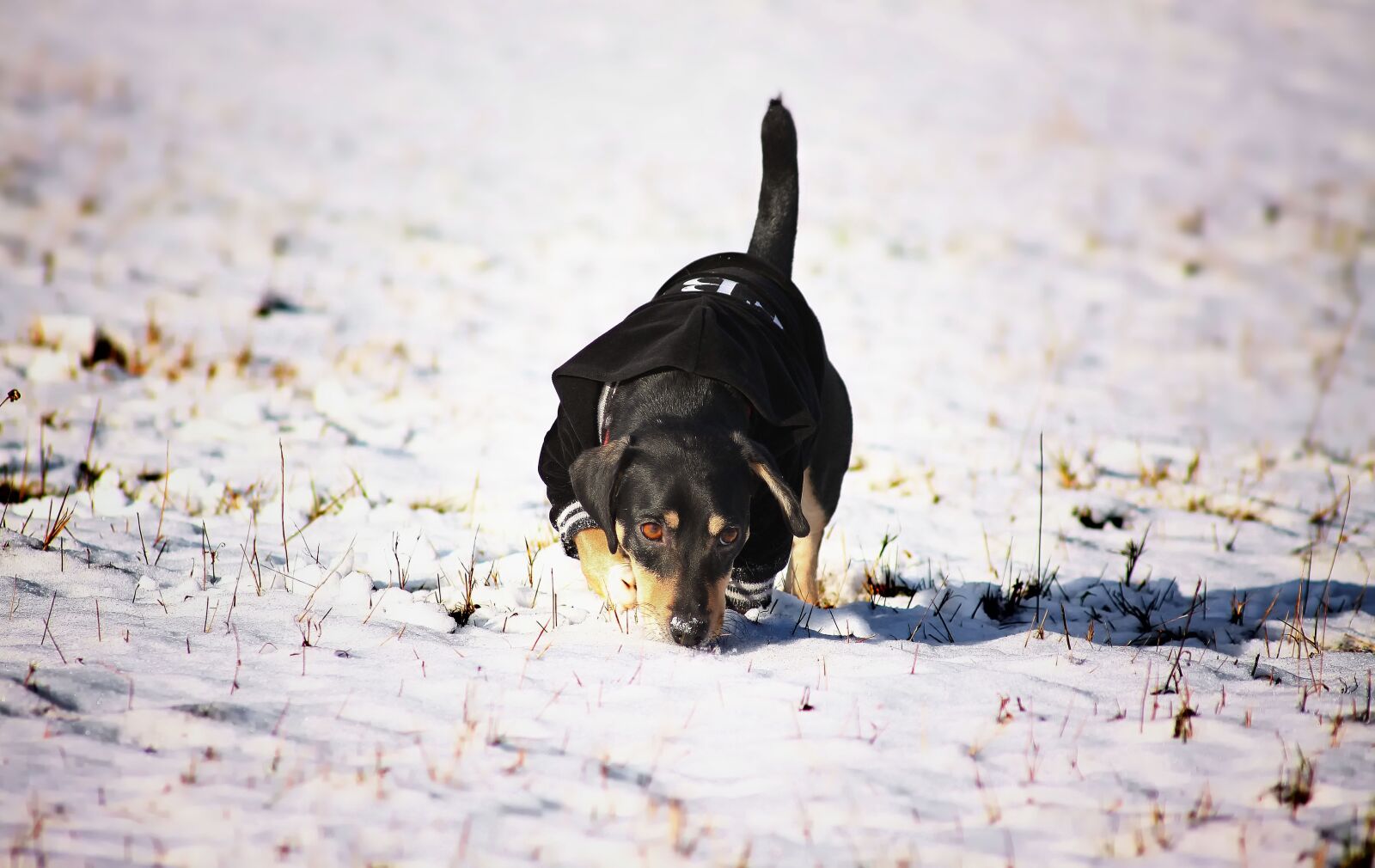 Canon EOS 50D sample photo. Doggy, winter, animal photography