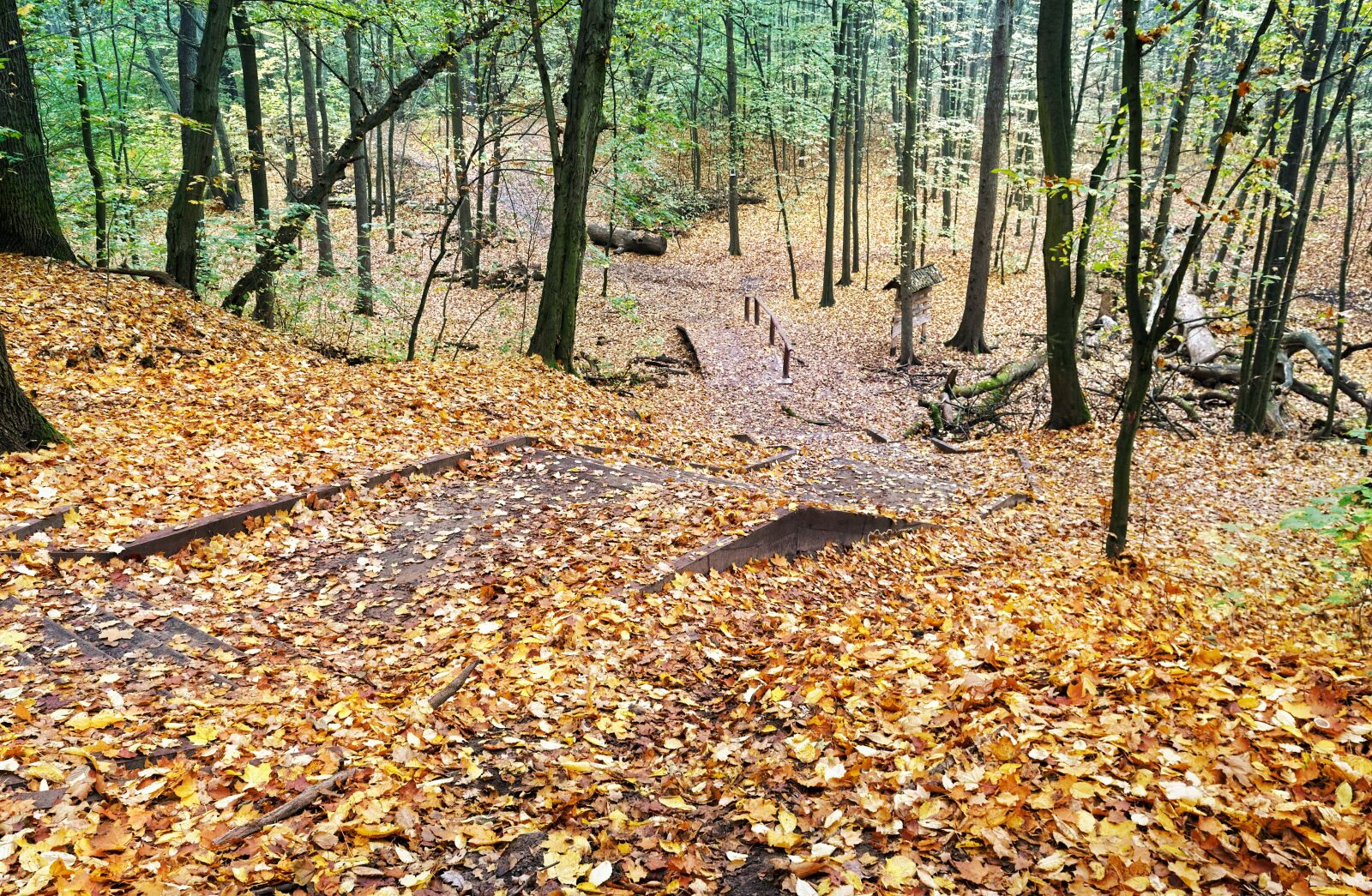 Nikon D3100 sample photo. Landscape, nature, forest photography