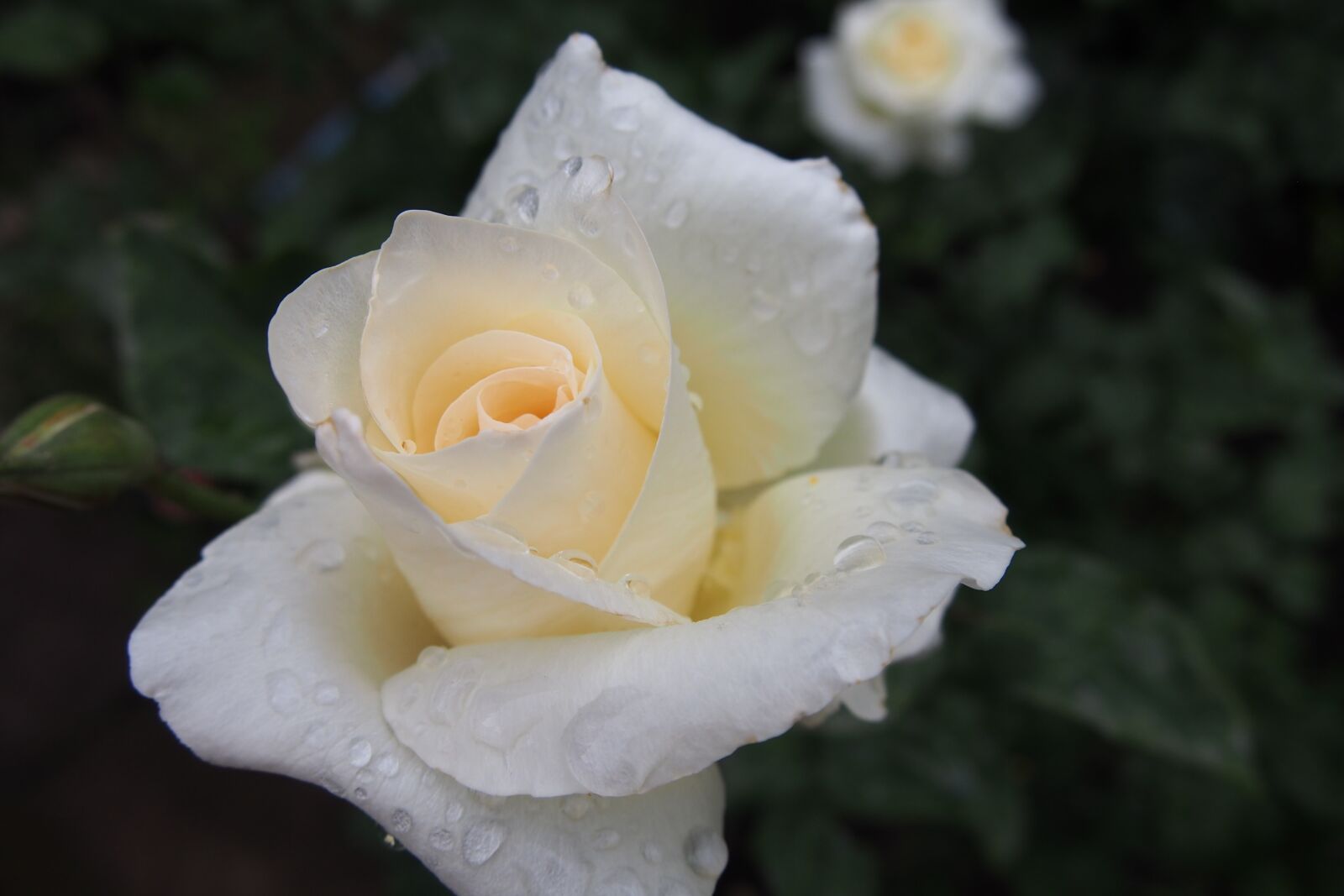 Olympus PEN E-PL6 sample photo. Rose, garden, flower photography