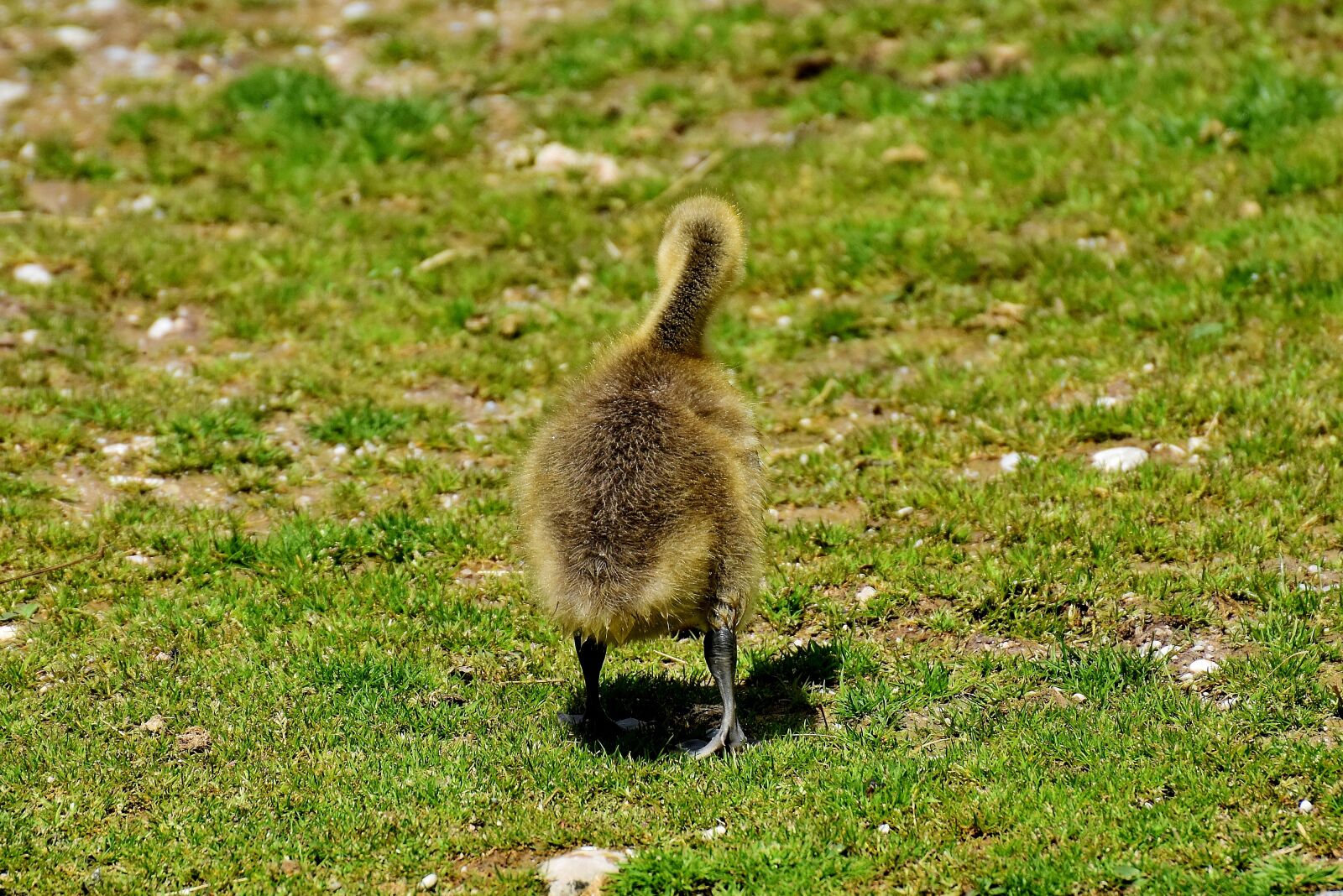 Nikon D7200 sample photo. Goslings, young bird, animal photography