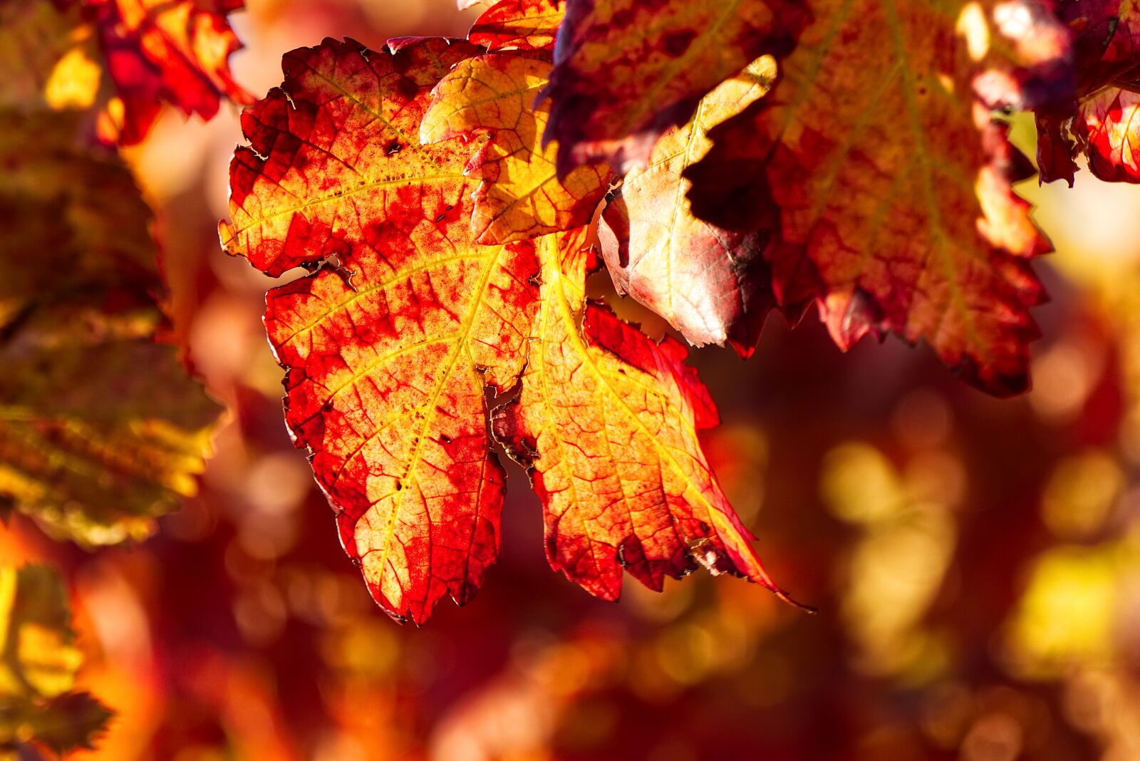 Sony E 55-210mm F4.5-6.3 OSS sample photo. Leaf, leaves, red photography