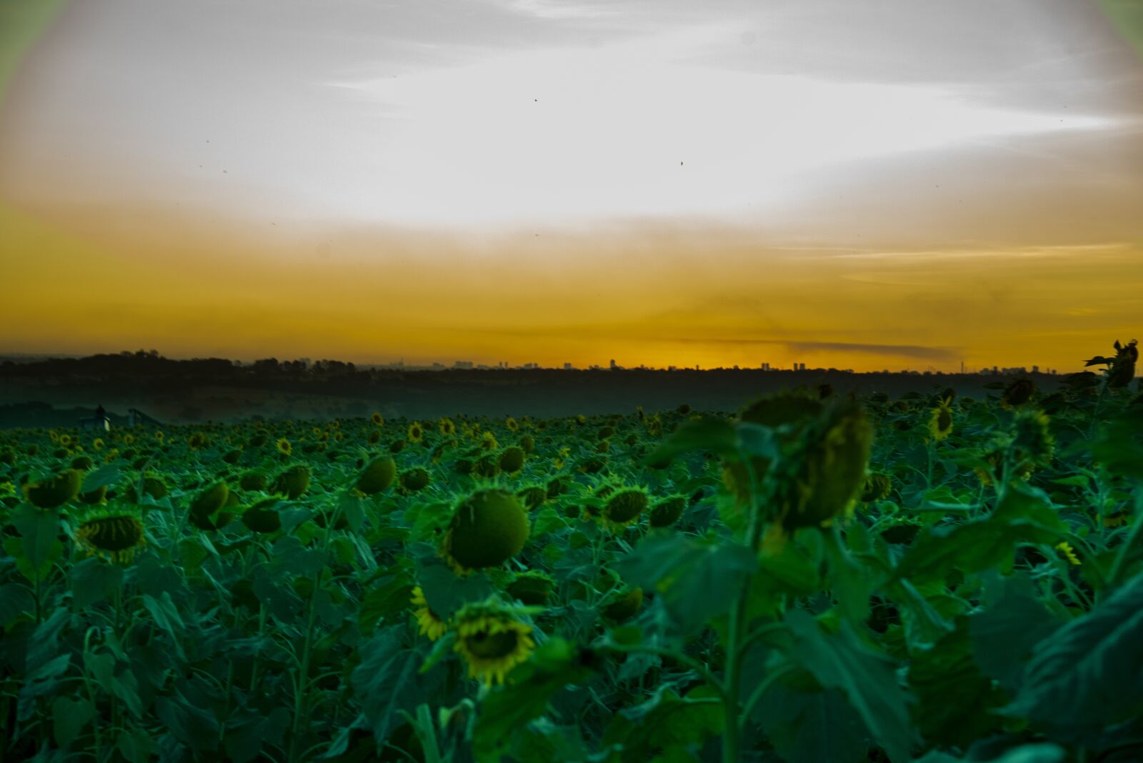Nikon D750 sample photo. Por do sol, girassol photography