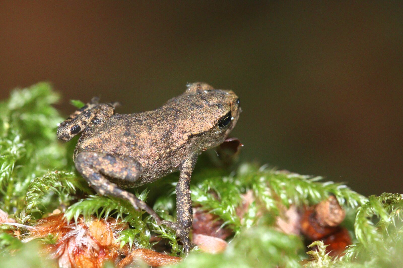 Canon EOS 250D (EOS Rebel SL3 / EOS Kiss X10 / EOS 200D II) sample photo. Frog, baby, amphibian photography