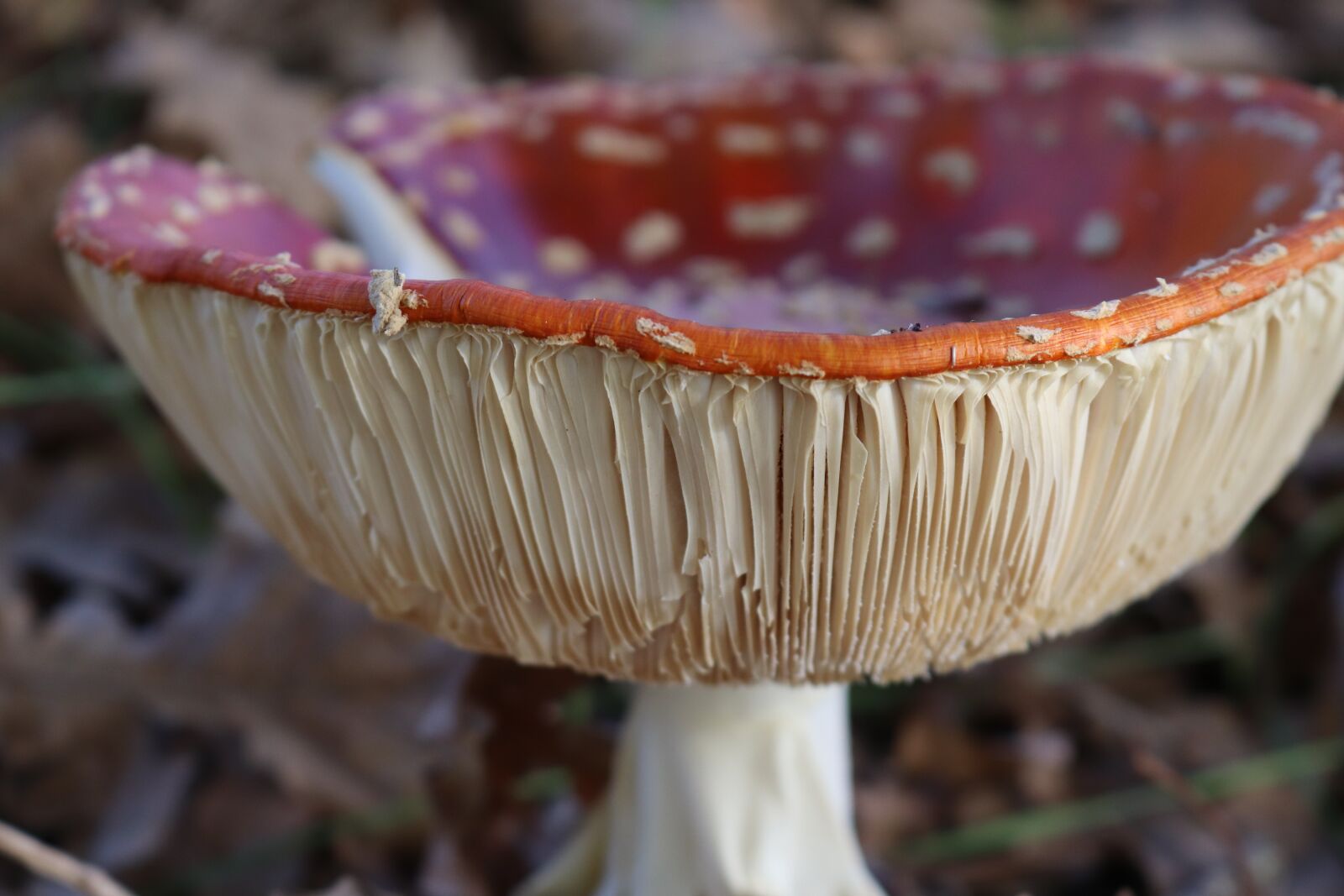 Canon EOS 800D (EOS Rebel T7i / EOS Kiss X9i) sample photo. Fungi, mushroom, forest photography