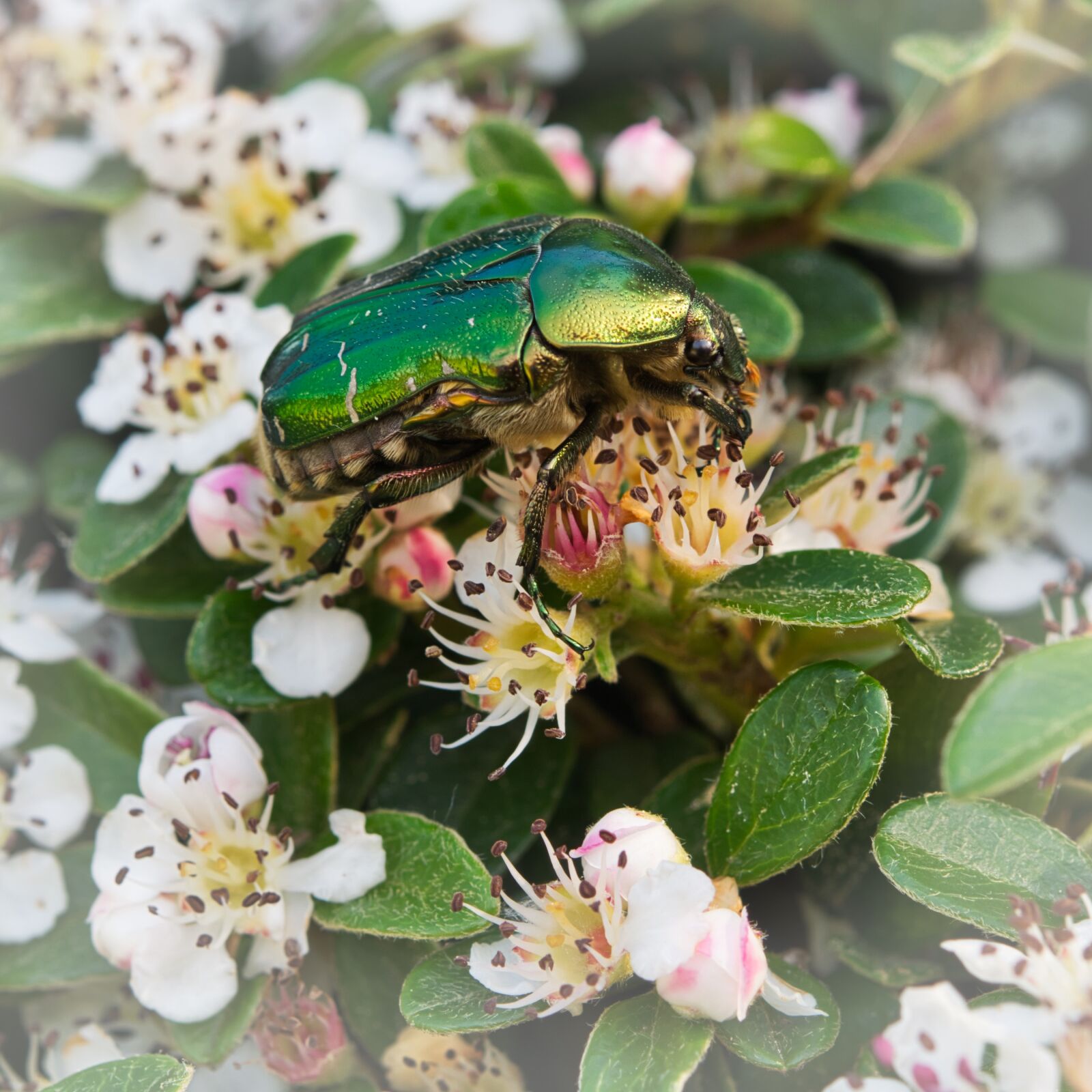 Nikon D5300 sample photo. Rose beetle, beetle, insect photography
