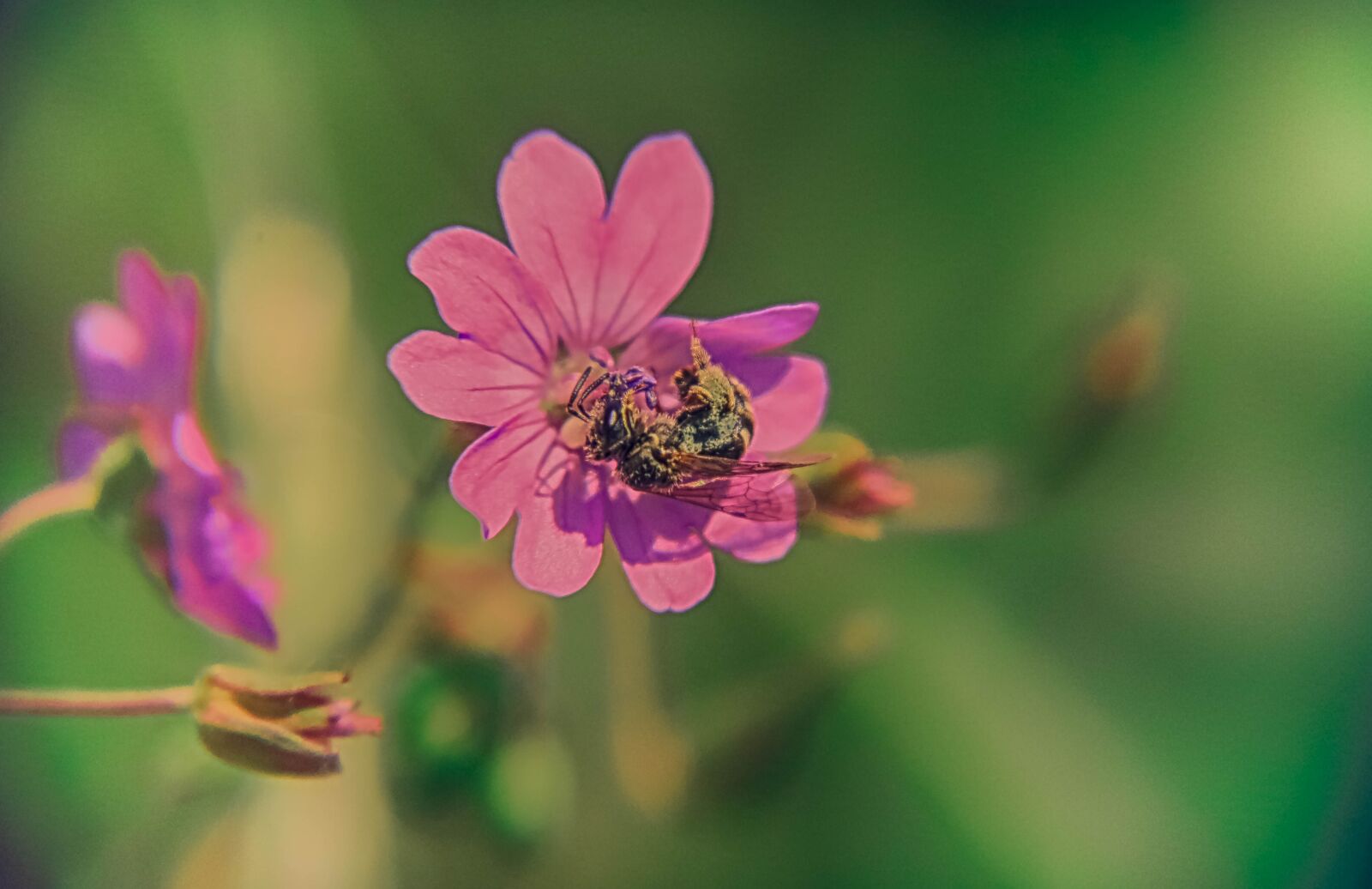 Canon EOS 70D sample photo. Flowers, bee, geranium photography
