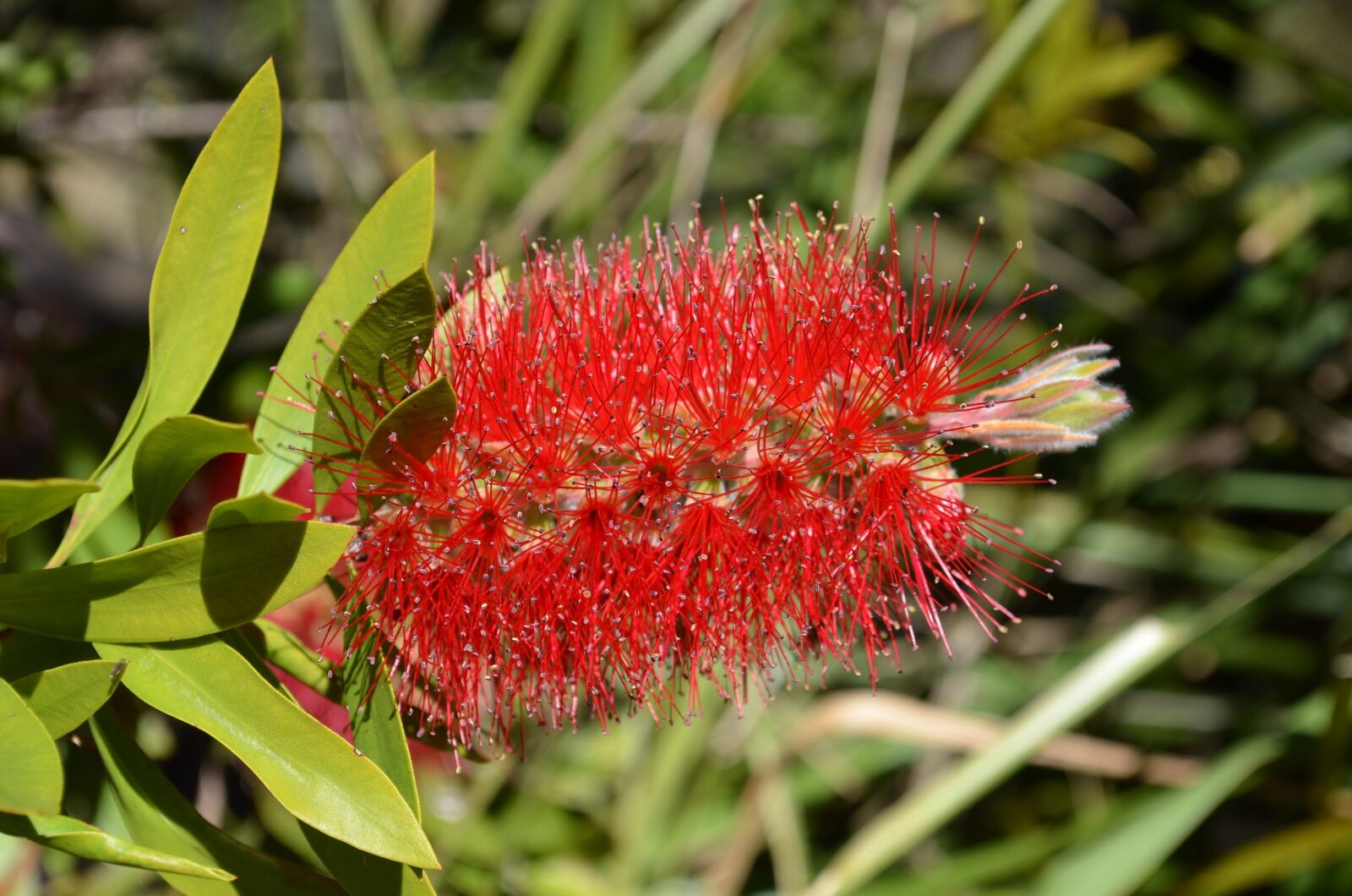 Nikon D5100 sample photo. Bottlebrush, flower, callistemon photography