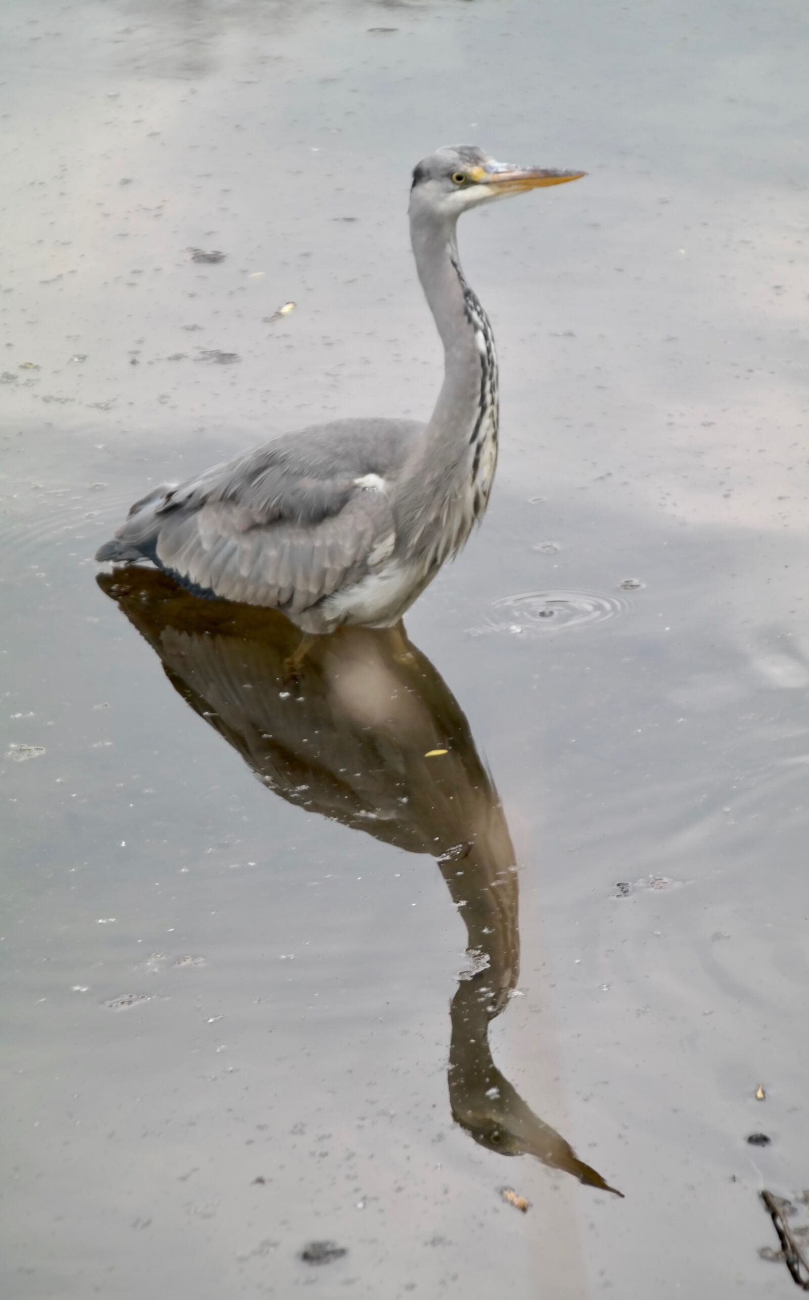 Samsung NX300 sample photo. Grey heron, heron, mirroring photography