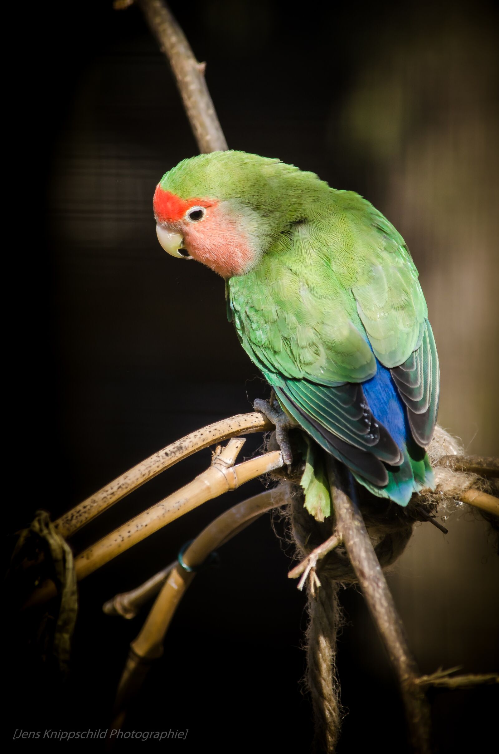 Nikon D5100 sample photo. Parrot, bird, ara photography