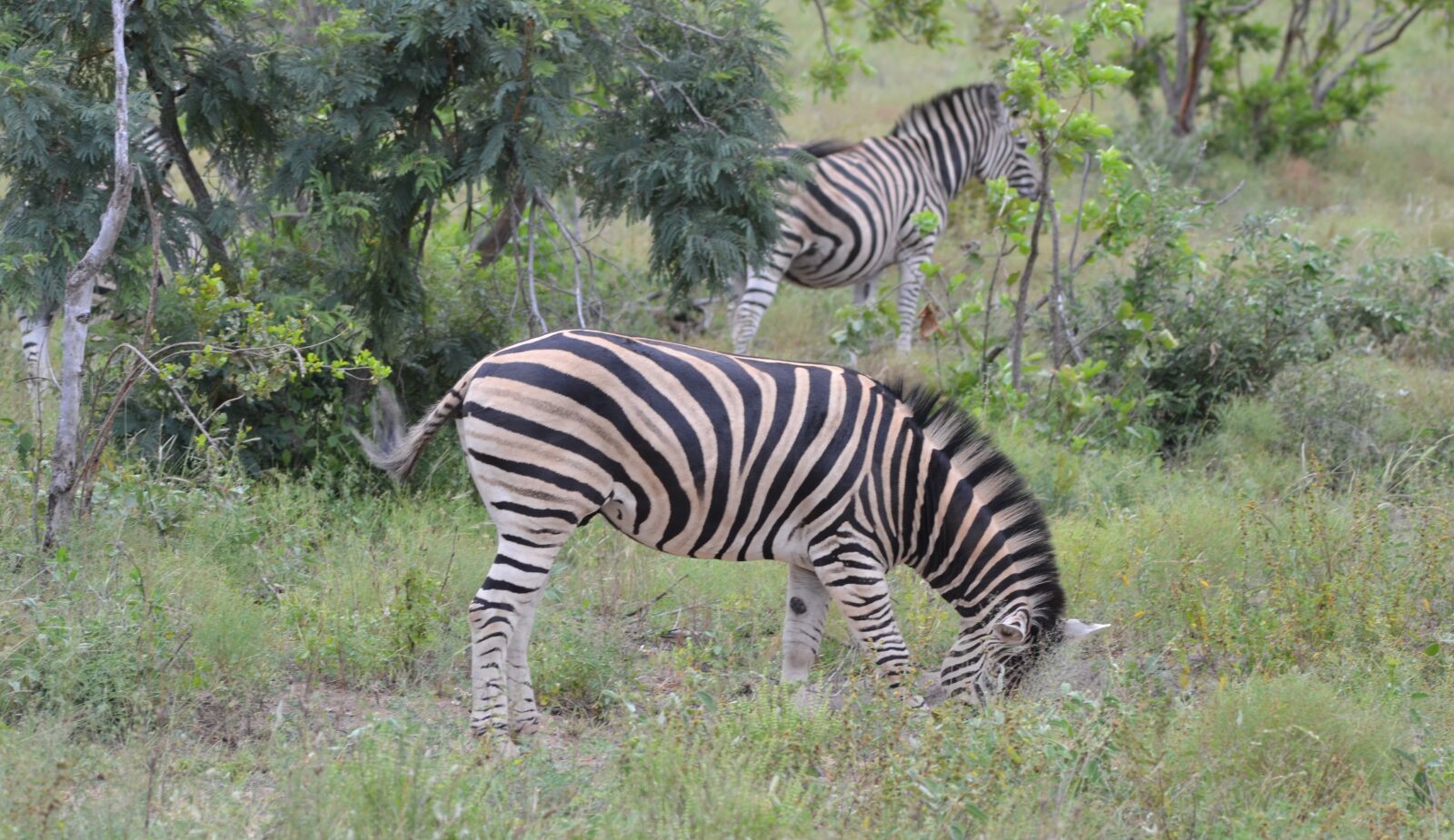 Nikon D3100 sample photo. Safari, nature, wildlife photography