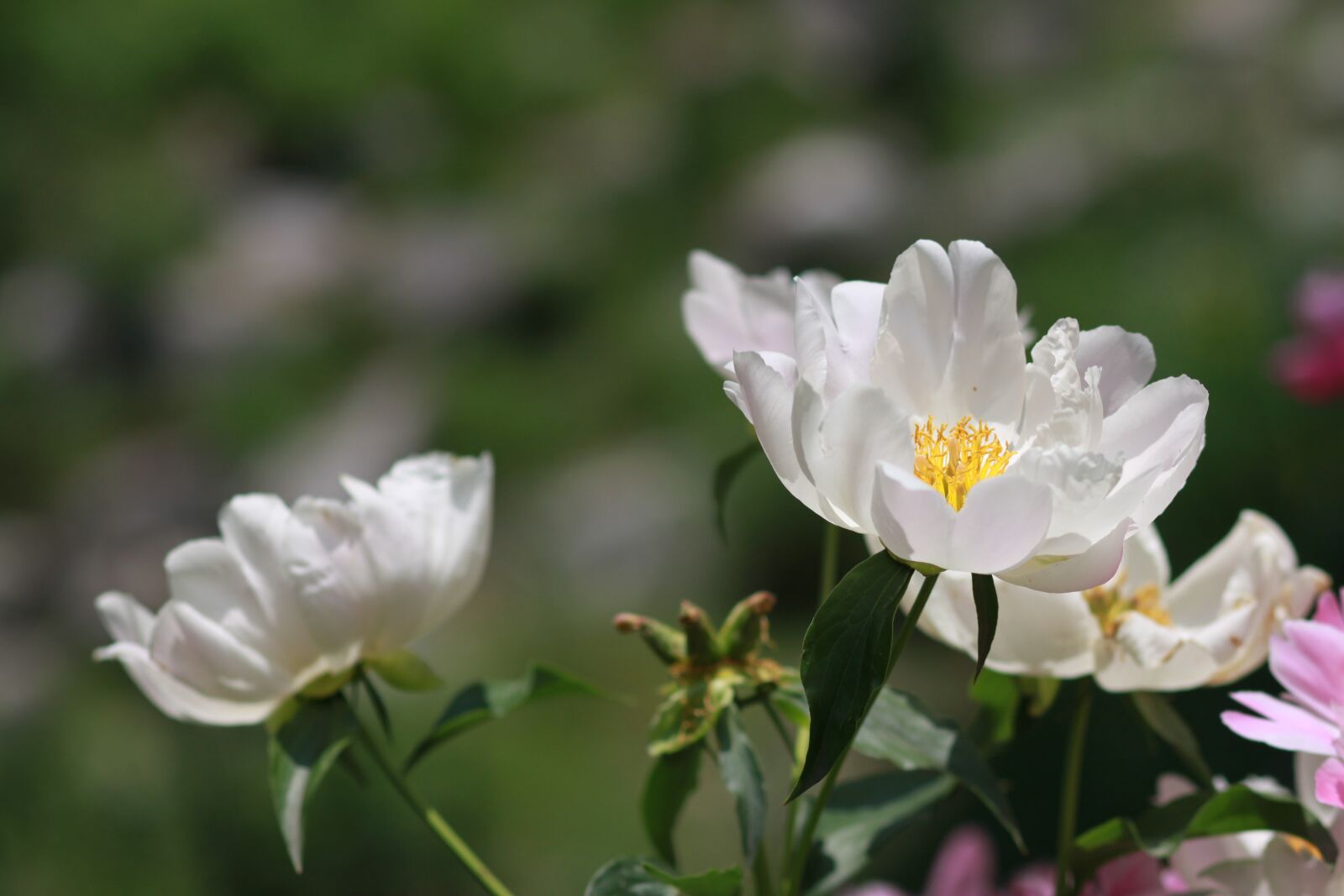 Canon EOS 500D (EOS Rebel T1i / EOS Kiss X3) sample photo. Noel online gift shop photography