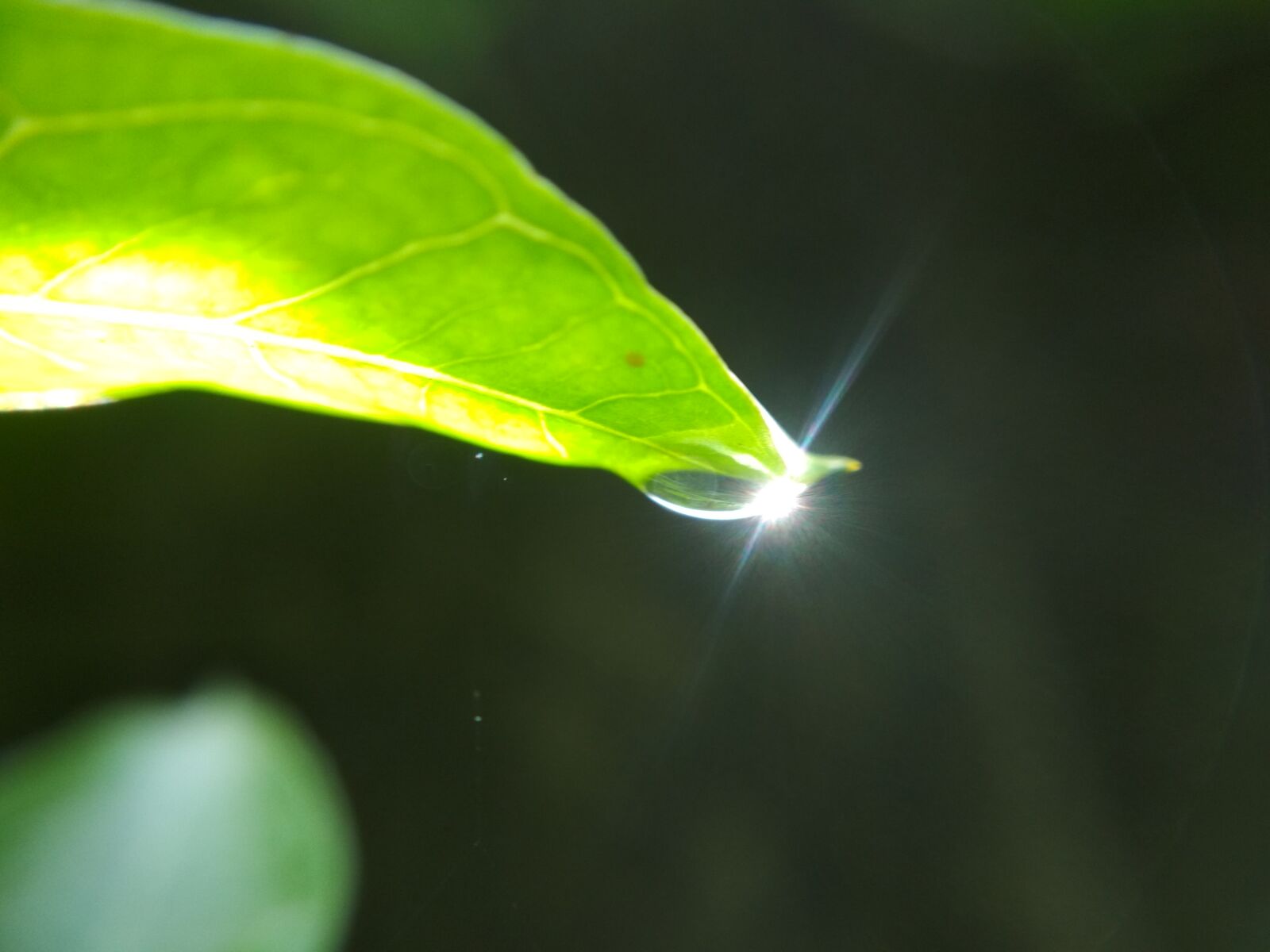 Xiaomi Redmi 4X sample photo. Rain, water photography