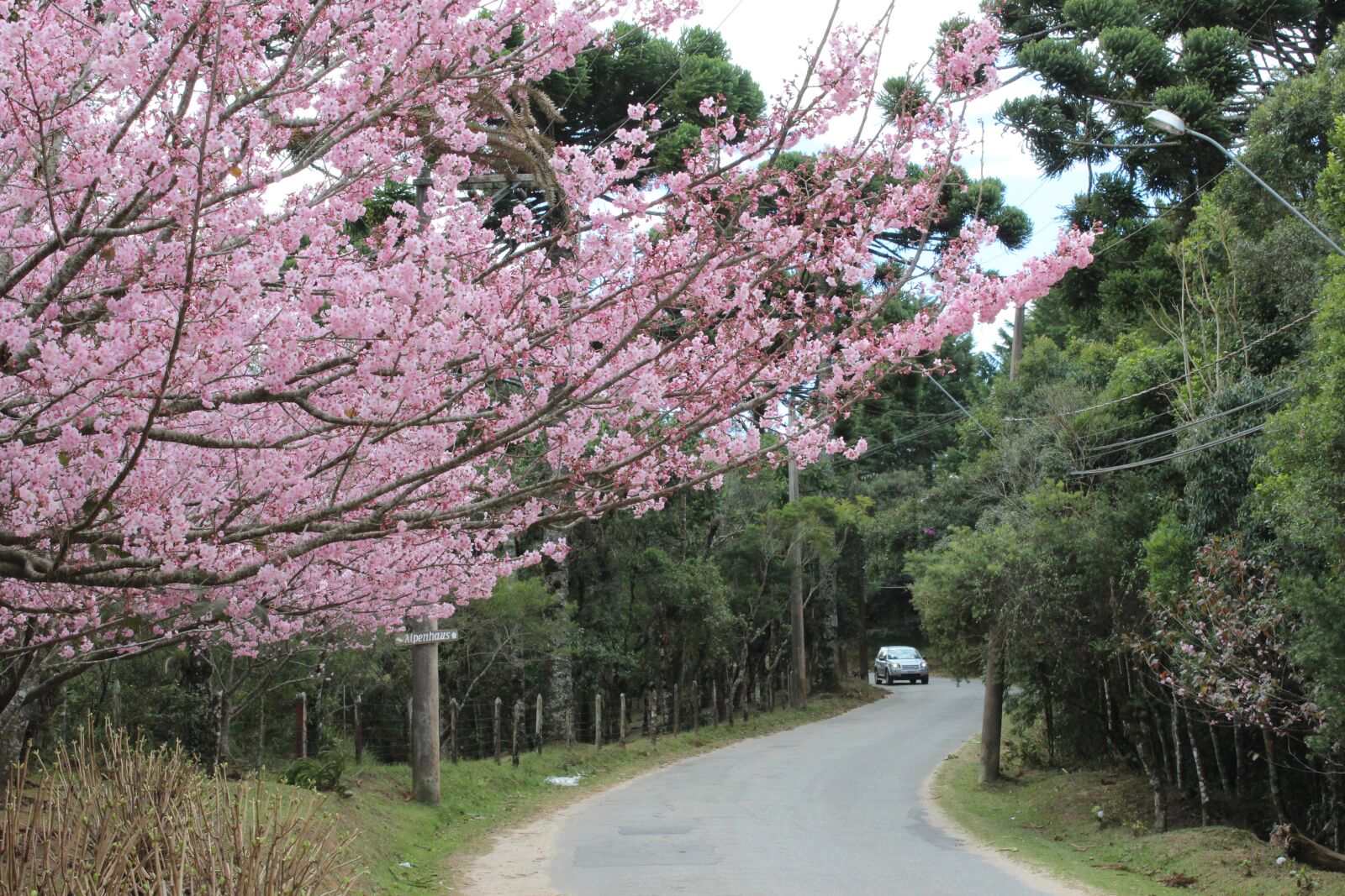 Canon EOS 1200D (EOS Rebel T5 / EOS Kiss X70 / EOS Hi) sample photo. Cherry, tree, street photography