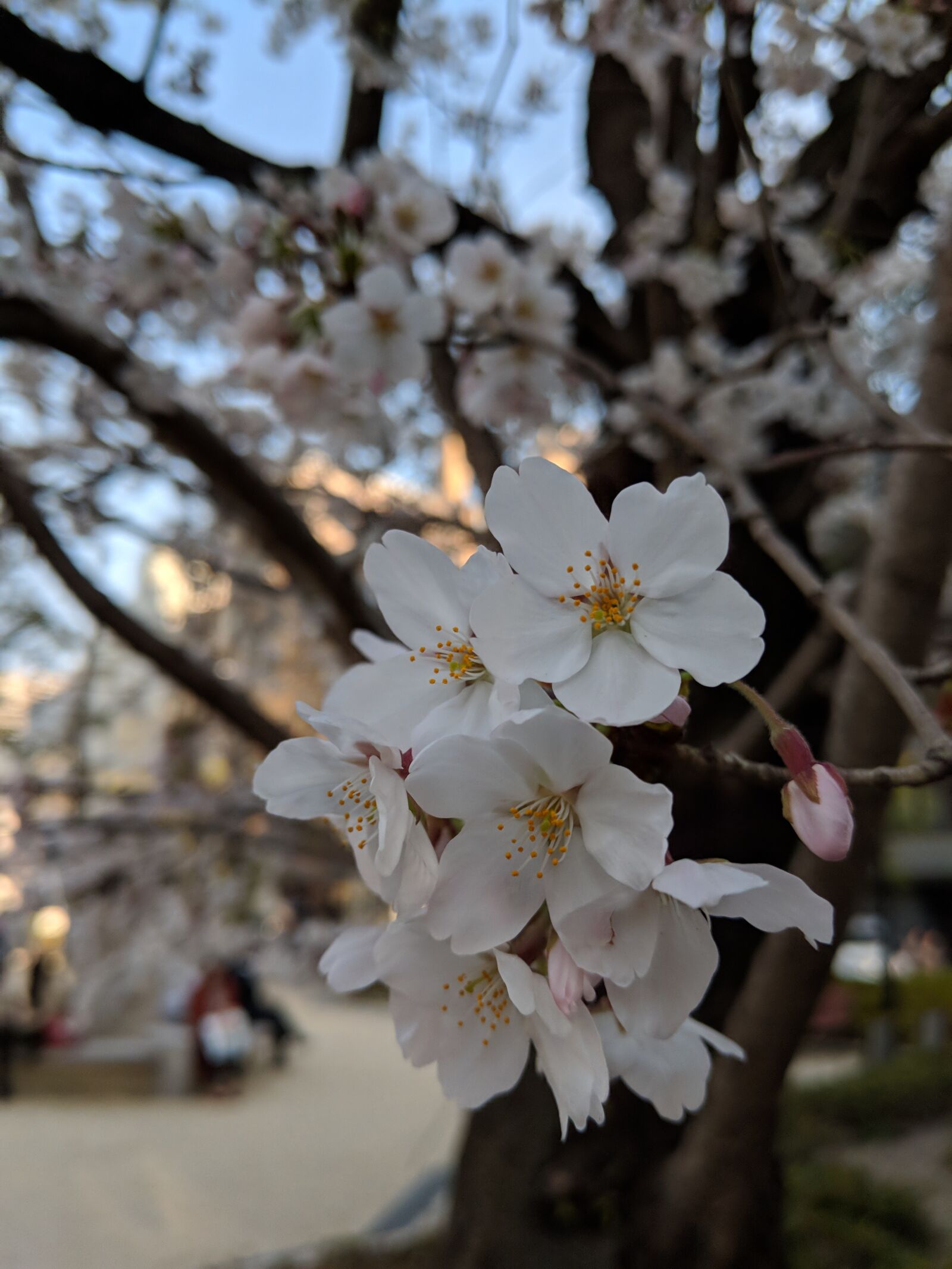 Google Pixel 2 XL sample photo. Cherry, blossom, spring photography