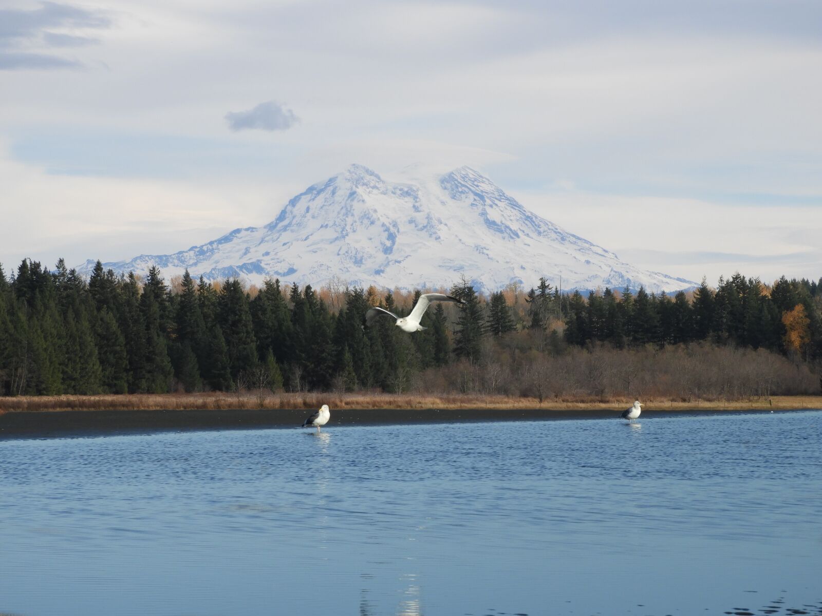 Nikon Coolpix B700 sample photo. Mt rainier, seagulls, scenic photography