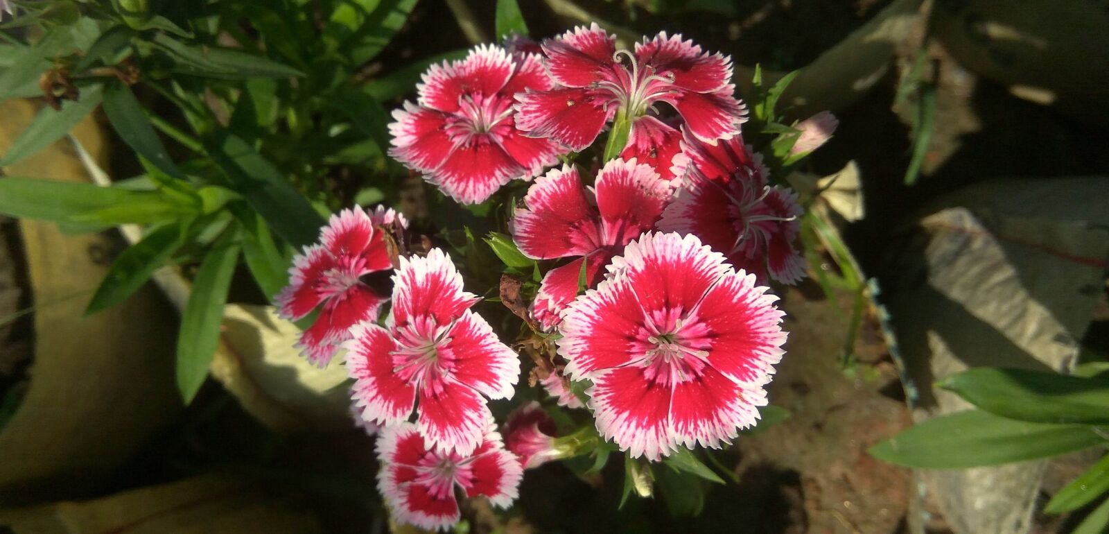 Xiaomi Redmi Note3 sample photo. Nature, flora, flower photography