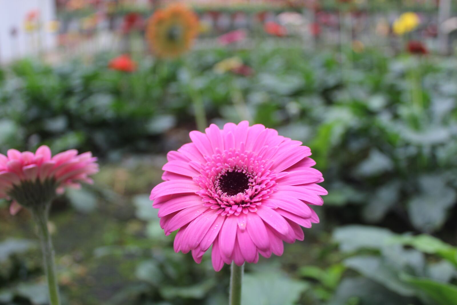 Canon EOS 1300D (EOS Rebel T6 / EOS Kiss X80) sample photo. Flora, flower, nature photography