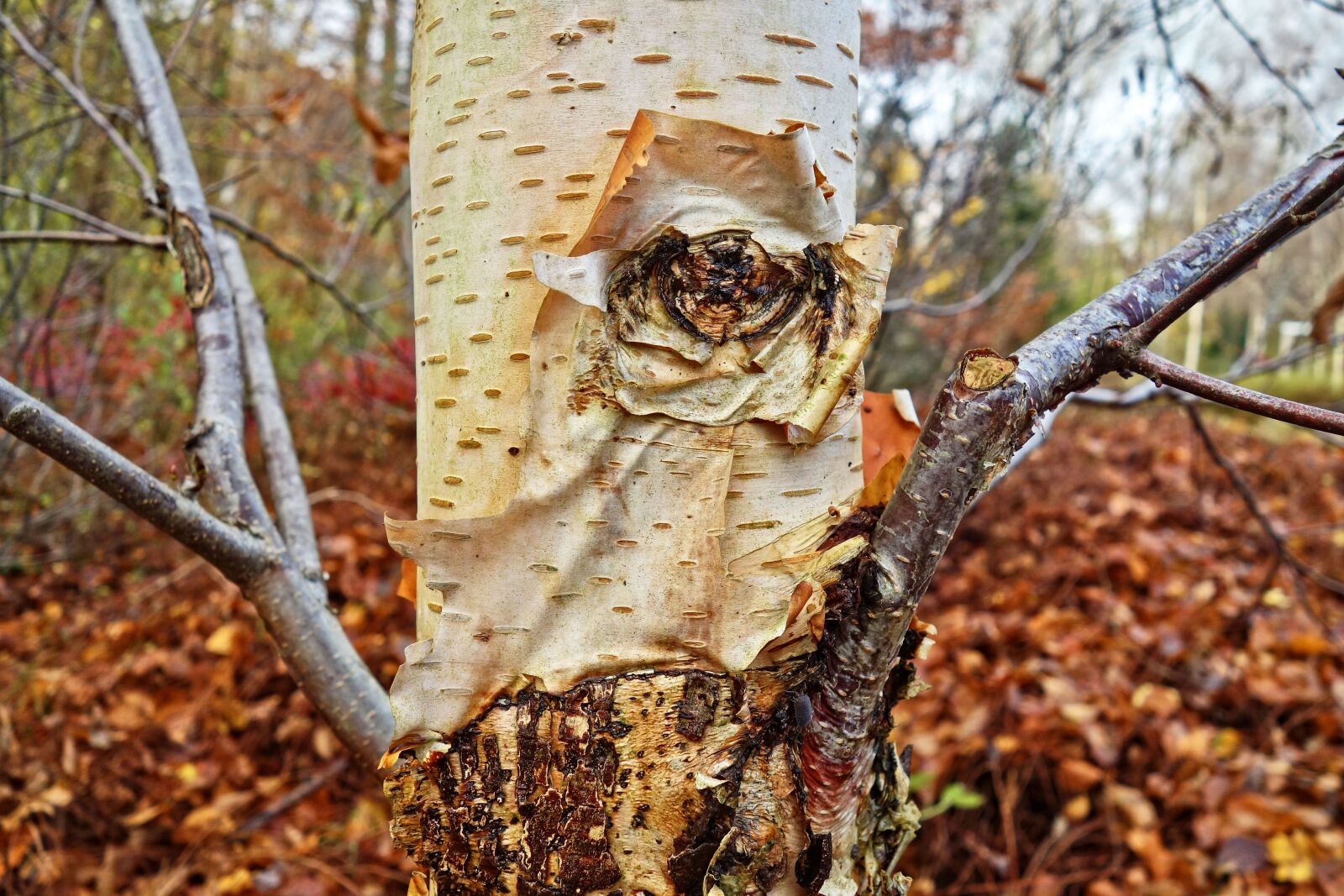 Sony Cyber-shot DSC-RX100 sample photo. Birch tree, birch trunk photography