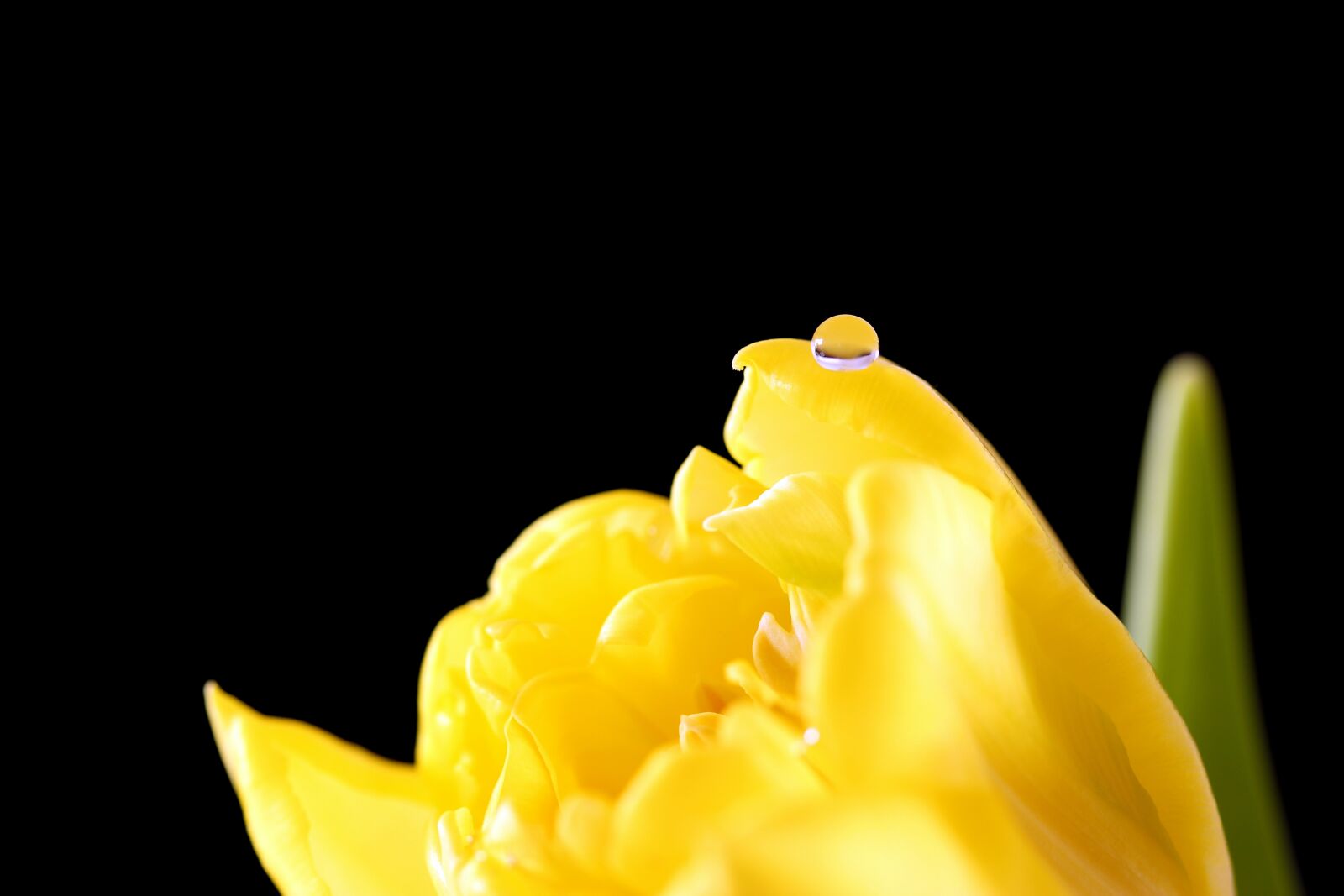 Canon EF-S 60mm F2.8 Macro USM sample photo. Tulip, yellow, drip photography