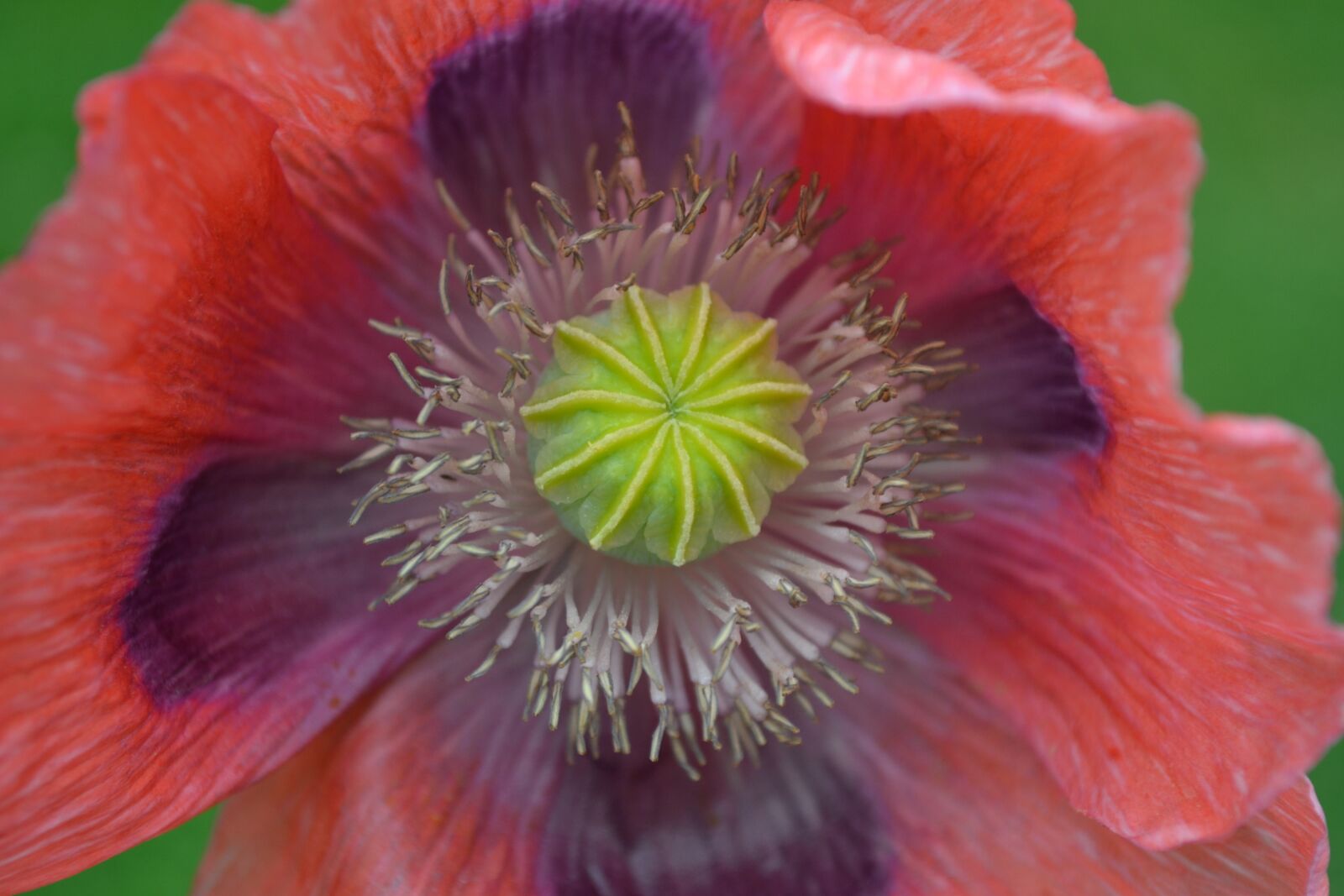 Nikon D3100 sample photo. Poppy, wild, red photography