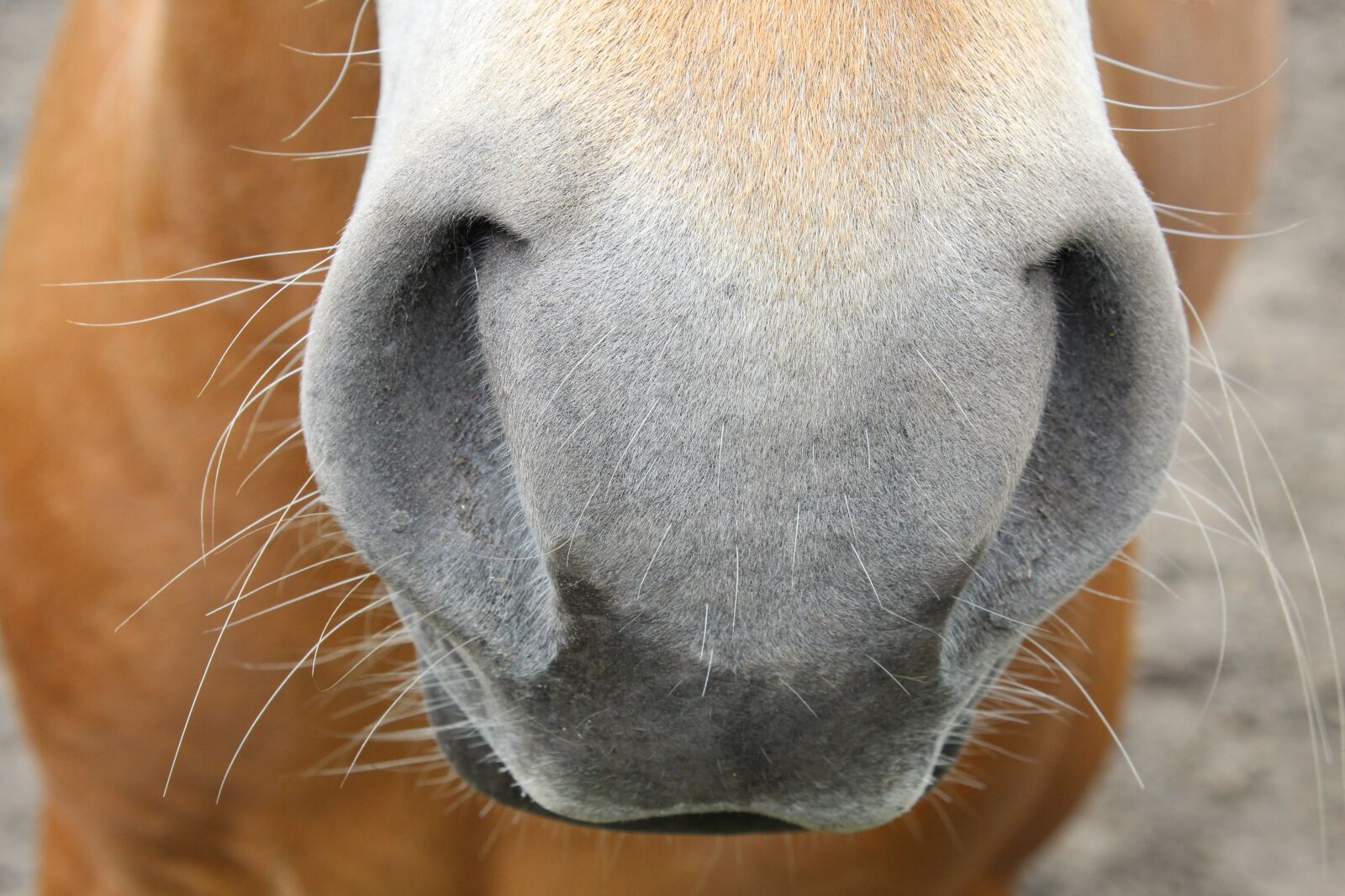 Canon EOS 1300D (EOS Rebel T6 / EOS Kiss X80) sample photo. Horse, nostrils, nose photography