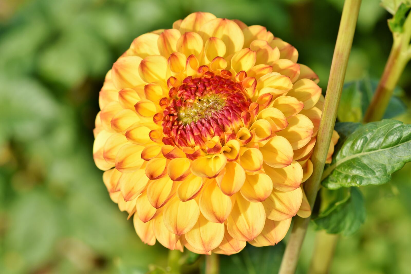 Nikon D7200 sample photo. Dahlia, dahlias bud, flower photography