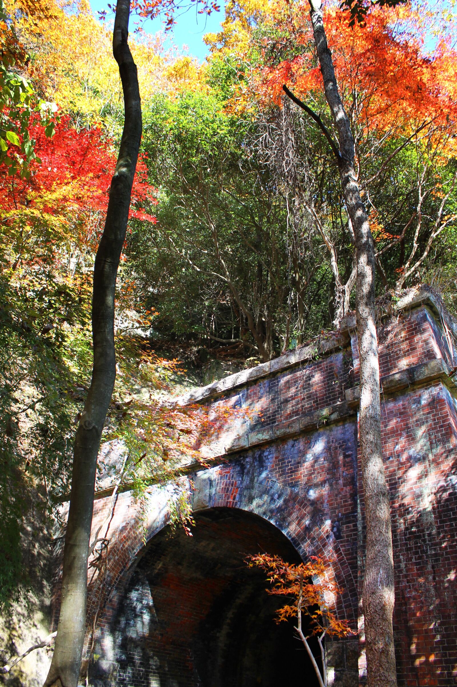 Canon EOS 1100D (EOS Rebel T3 / EOS Kiss X50) sample photo. Autumnal leaves, tunnel, autumn photography