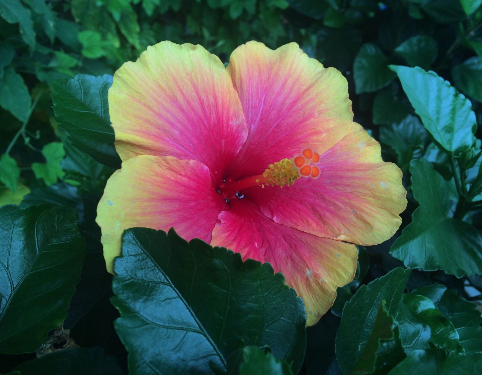 iPhone 5s back camera 4.15mm f/2.2 sample photo. Flowers, hibiscus, southern countries photography
