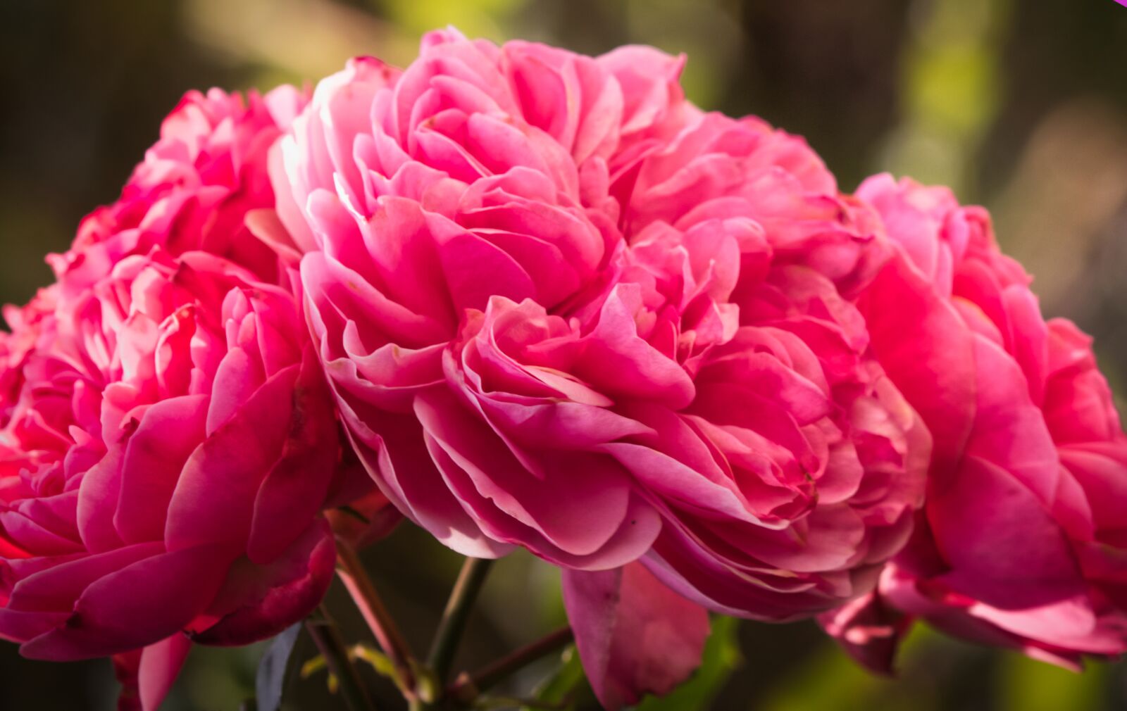 Canon EOS 200D (EOS Rebel SL2 / EOS Kiss X9) sample photo. Roses, pink, garden photography