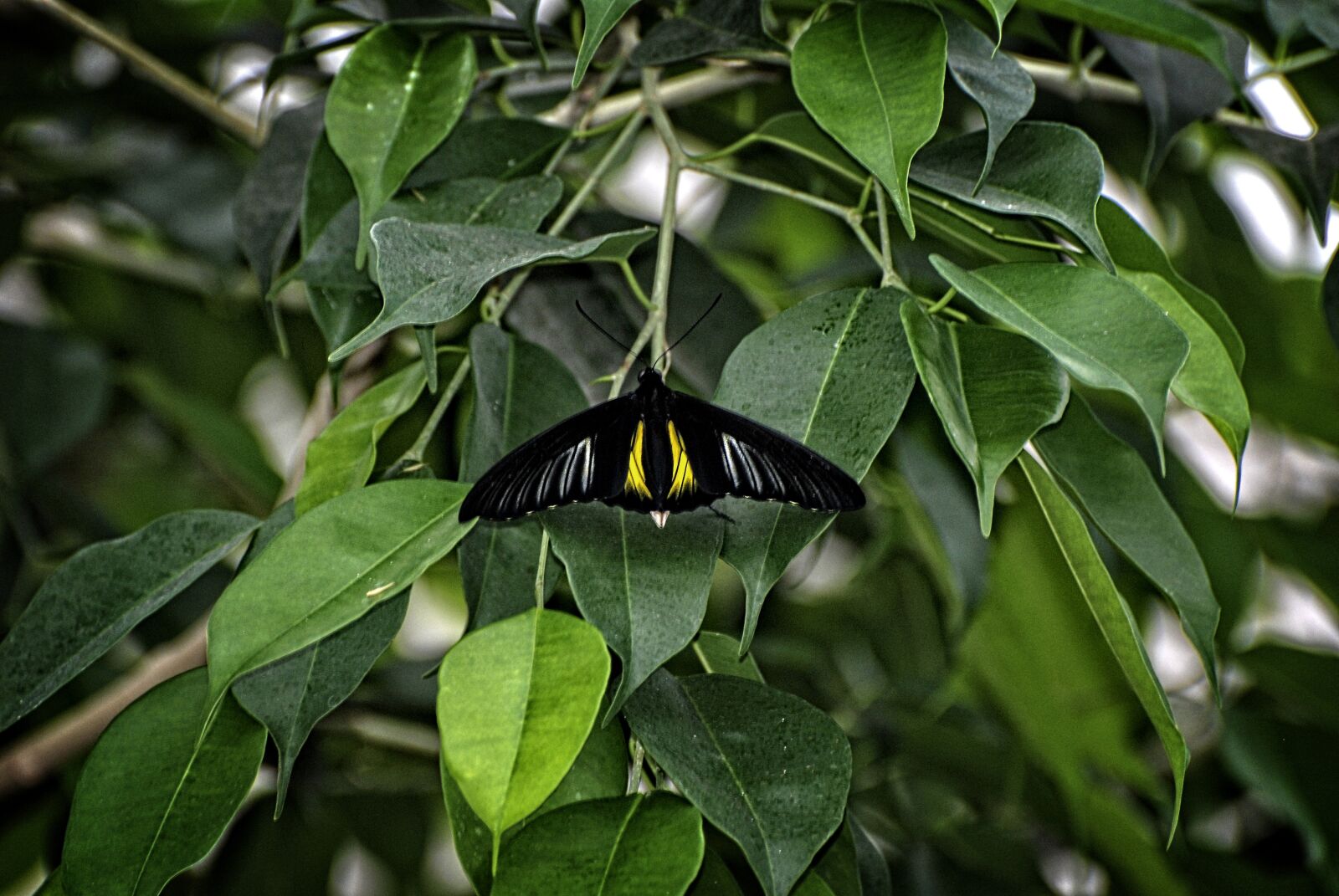 Nikon D80 sample photo. Butterfly, troides, rhadamantus photography