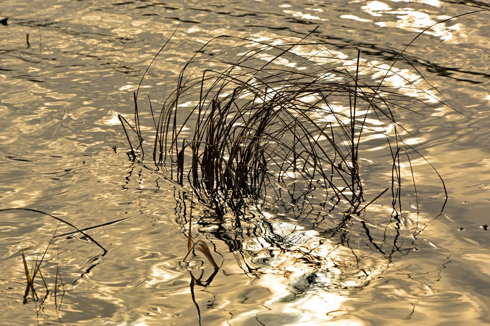Nikon D3200 sample photo. Grasses, river, reflection photography