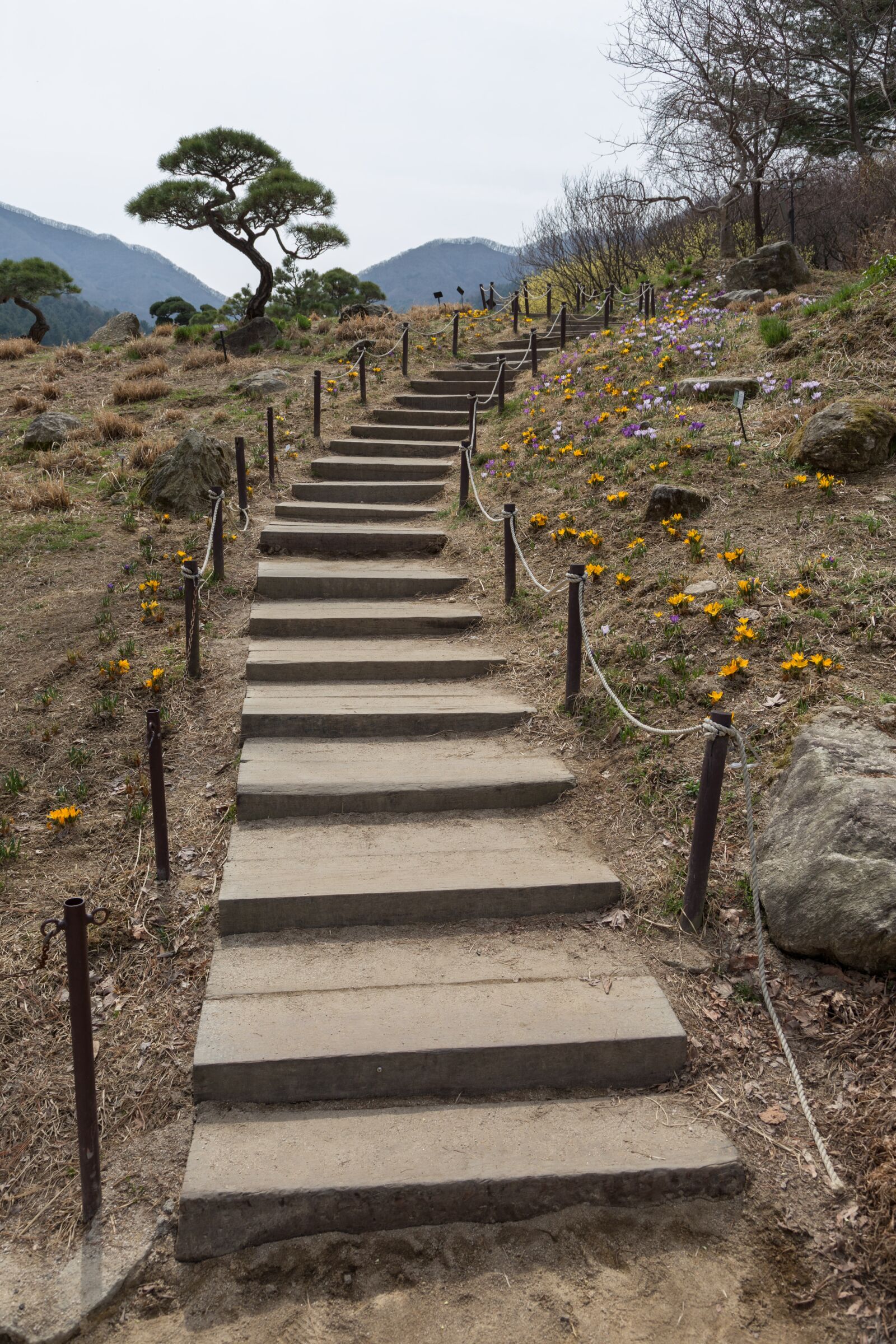 Canon EOS 6D + Canon EF 24-105mm F4L IS USM sample photo. Stairs, wooden stairs, arboretum photography