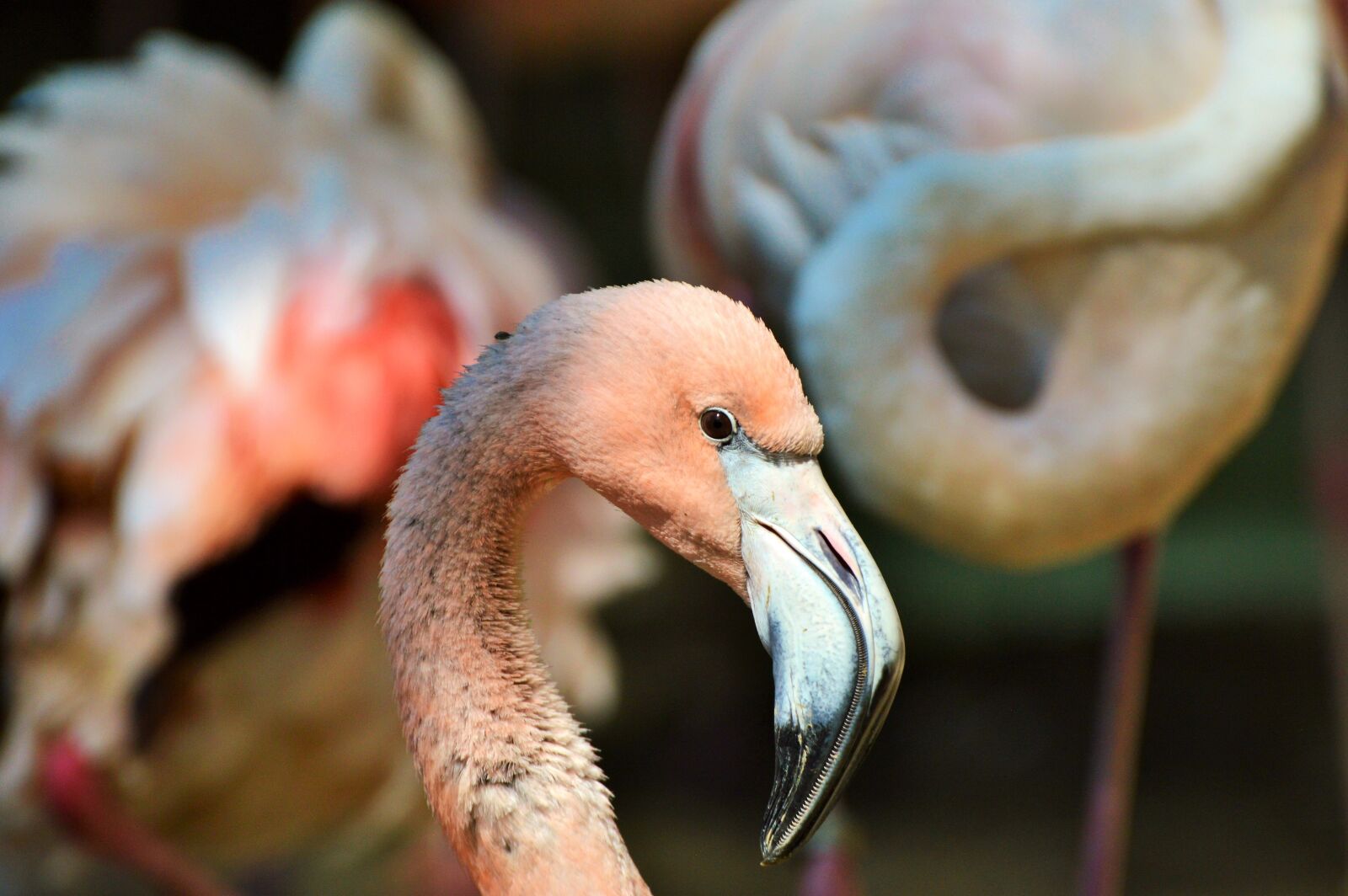 Nikon D3200 sample photo. Flamingo, bird, pink photography