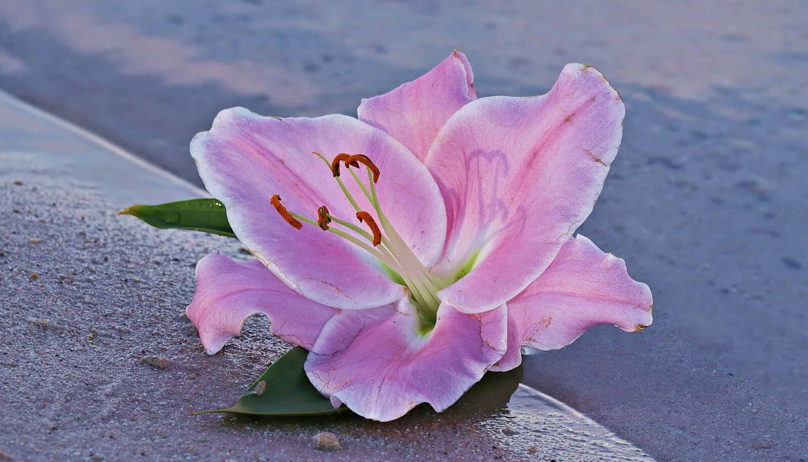 Canon EOS 80D sample photo. Flower, lily, nature, plant photography