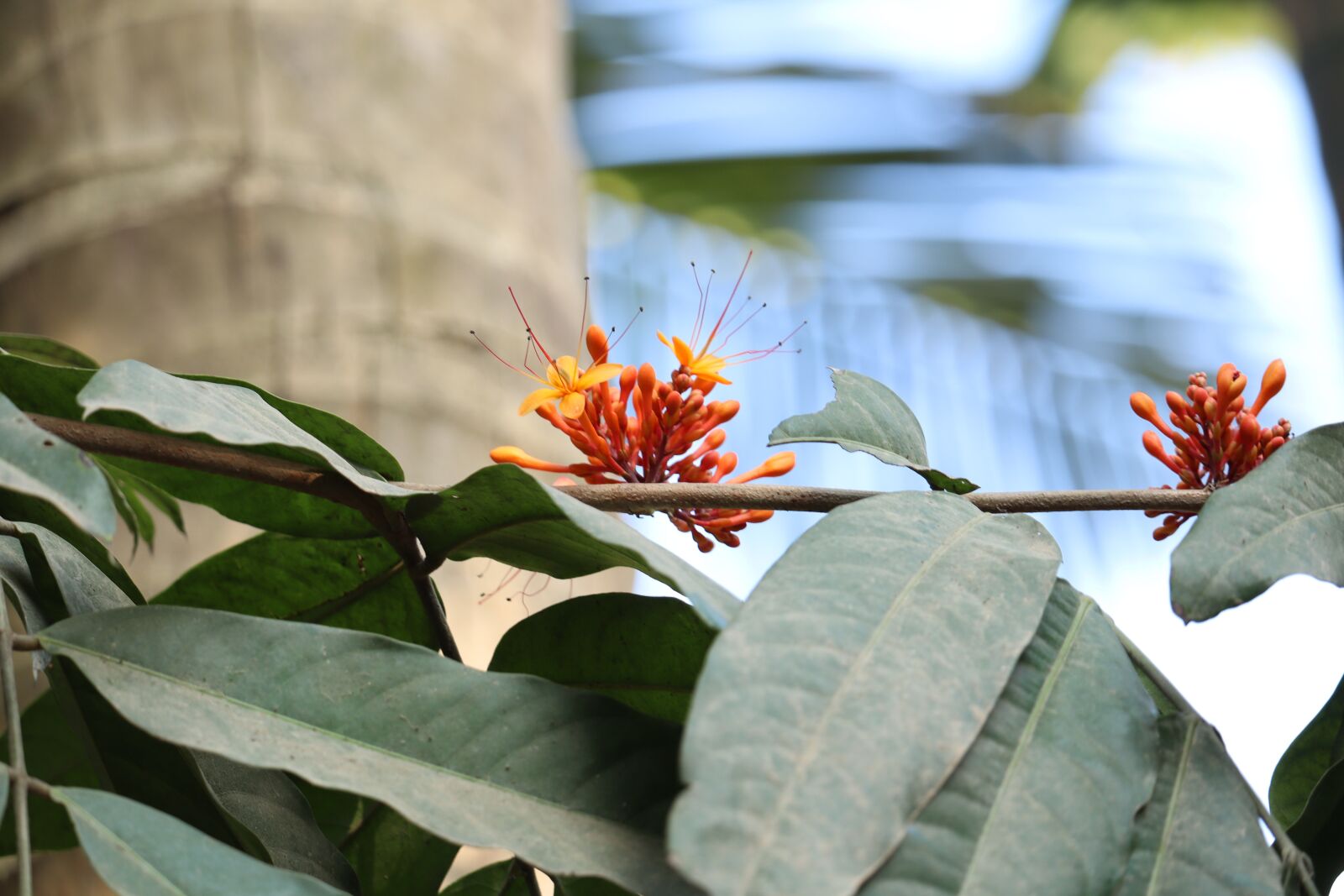Canon EOS 250D (EOS Rebel SL3 / EOS Kiss X10 / EOS 200D II) sample photo. Flower, kerala, nature photography