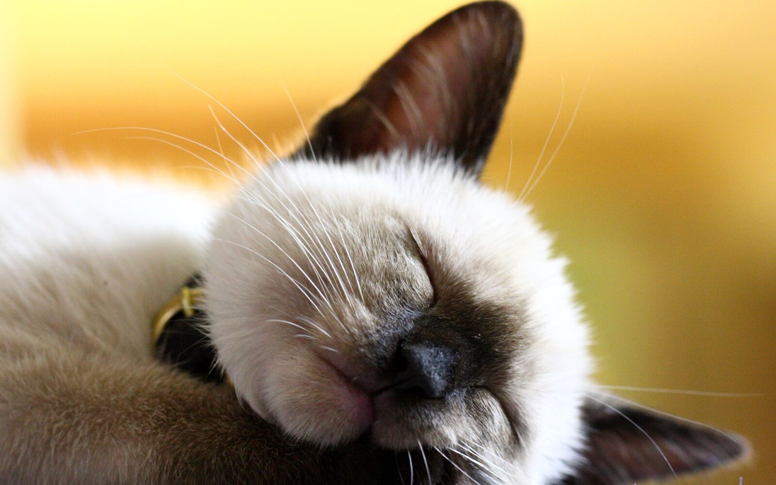 Canon EOS 40D sample photo. Animal, mammal, cute photography