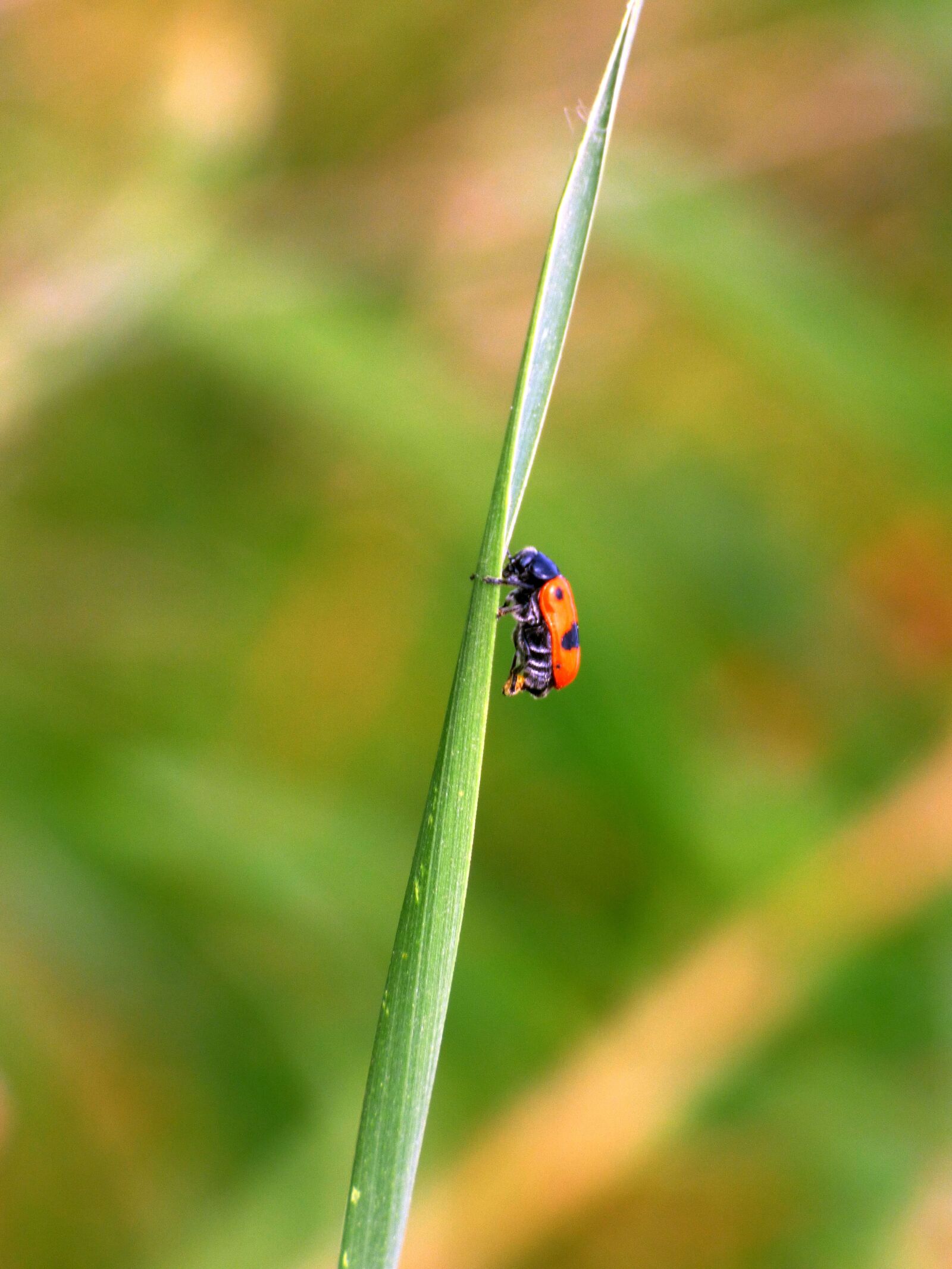 Panasonic DMC-FZ72 sample photo. Nature, insect, red photography