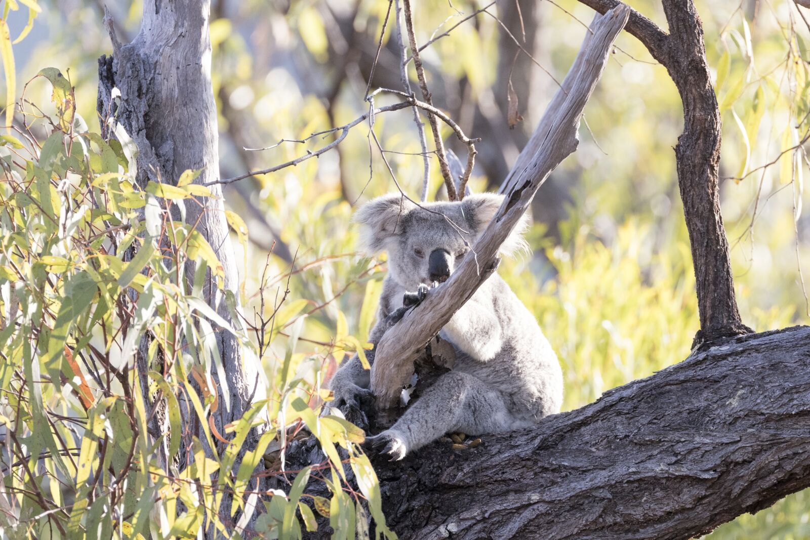 Canon EOS 80D + Canon EF 100-400mm F4.5-5.6L IS II USM sample photo. Koala, nature, animal photography