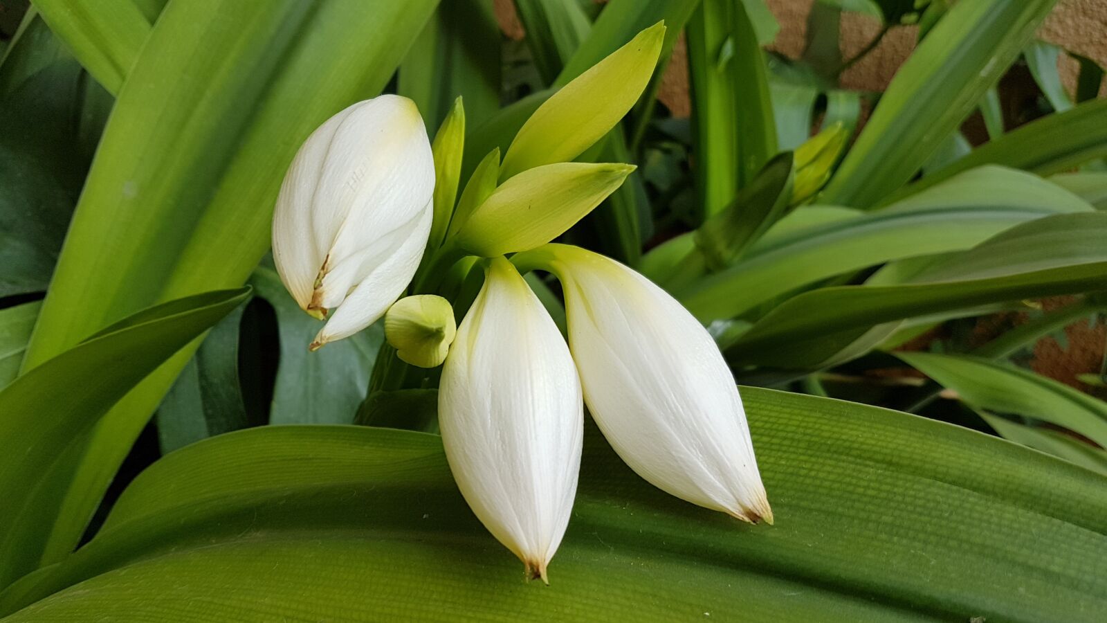 Samsung Galaxy S7 Edge sample photo. Flowers, white, nature photography