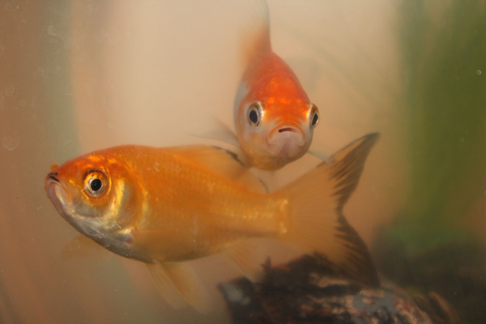 Canon EOS 450D (EOS Rebel XSi / EOS Kiss X2) sample photo. Fish, goldfish, aquarium photography