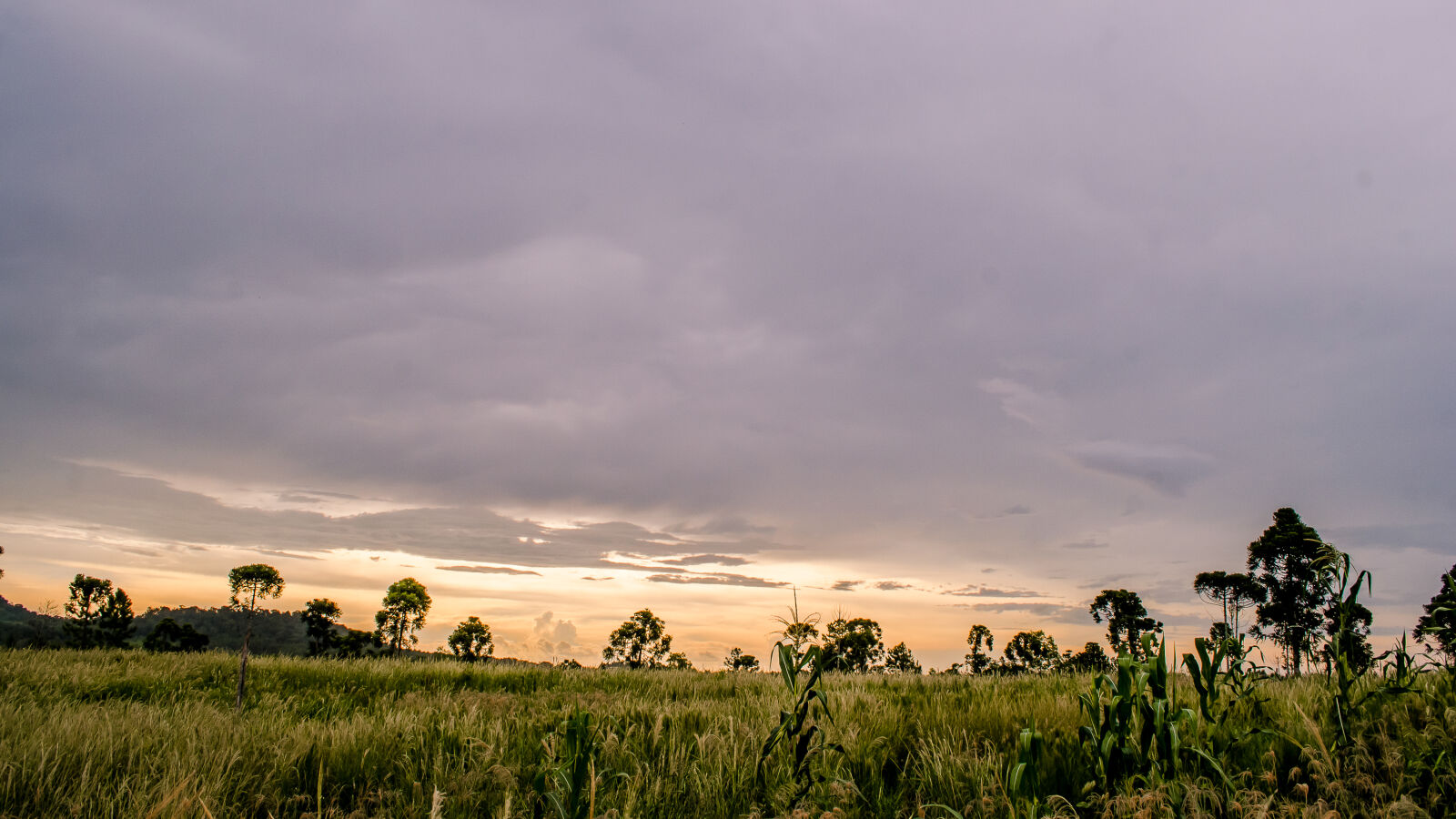 Nikon D5100 sample photo. Green, trees, with, grass photography