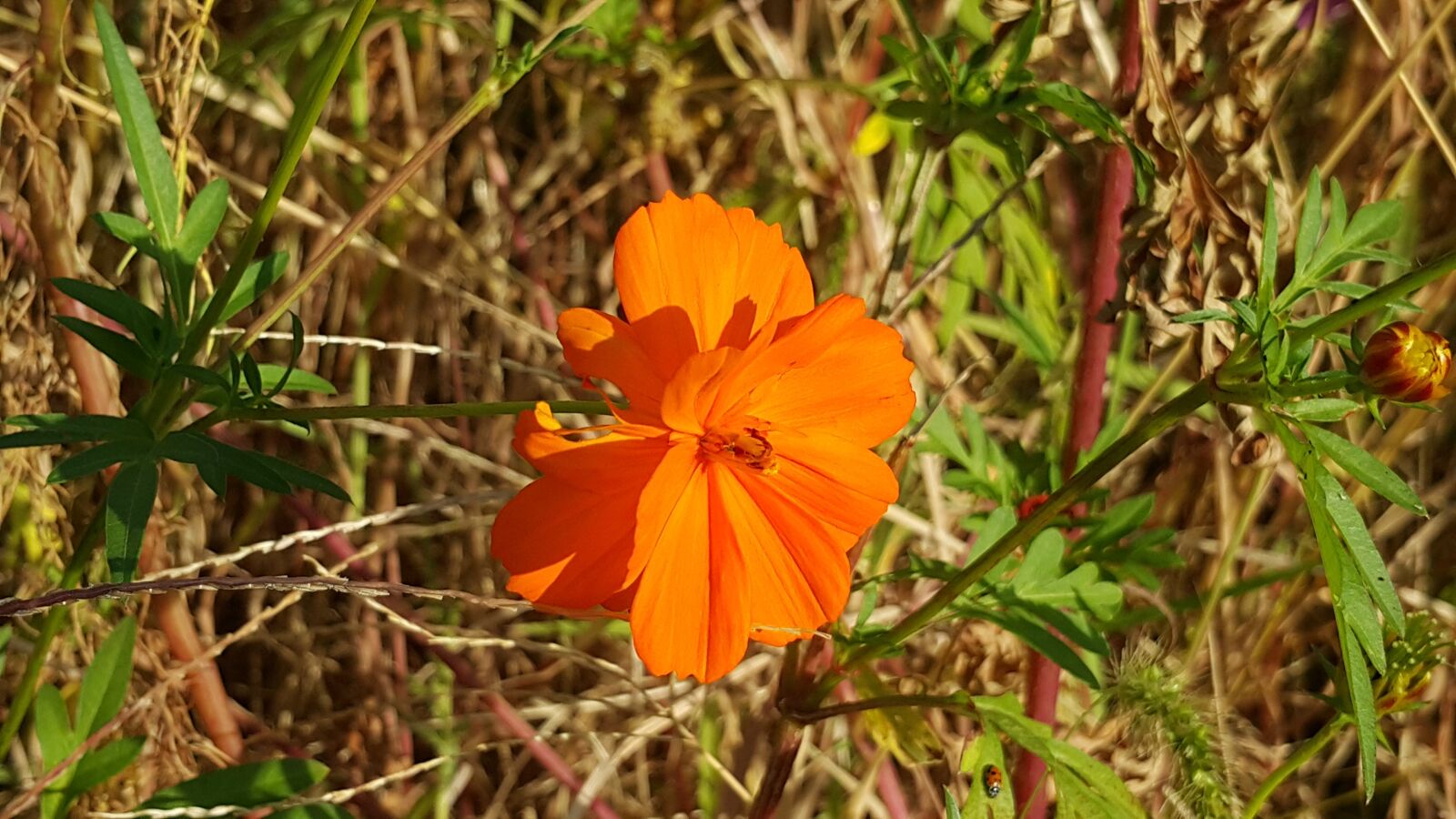 Samsung Galaxy Note4 sample photo. Flowers, wildflower photography
