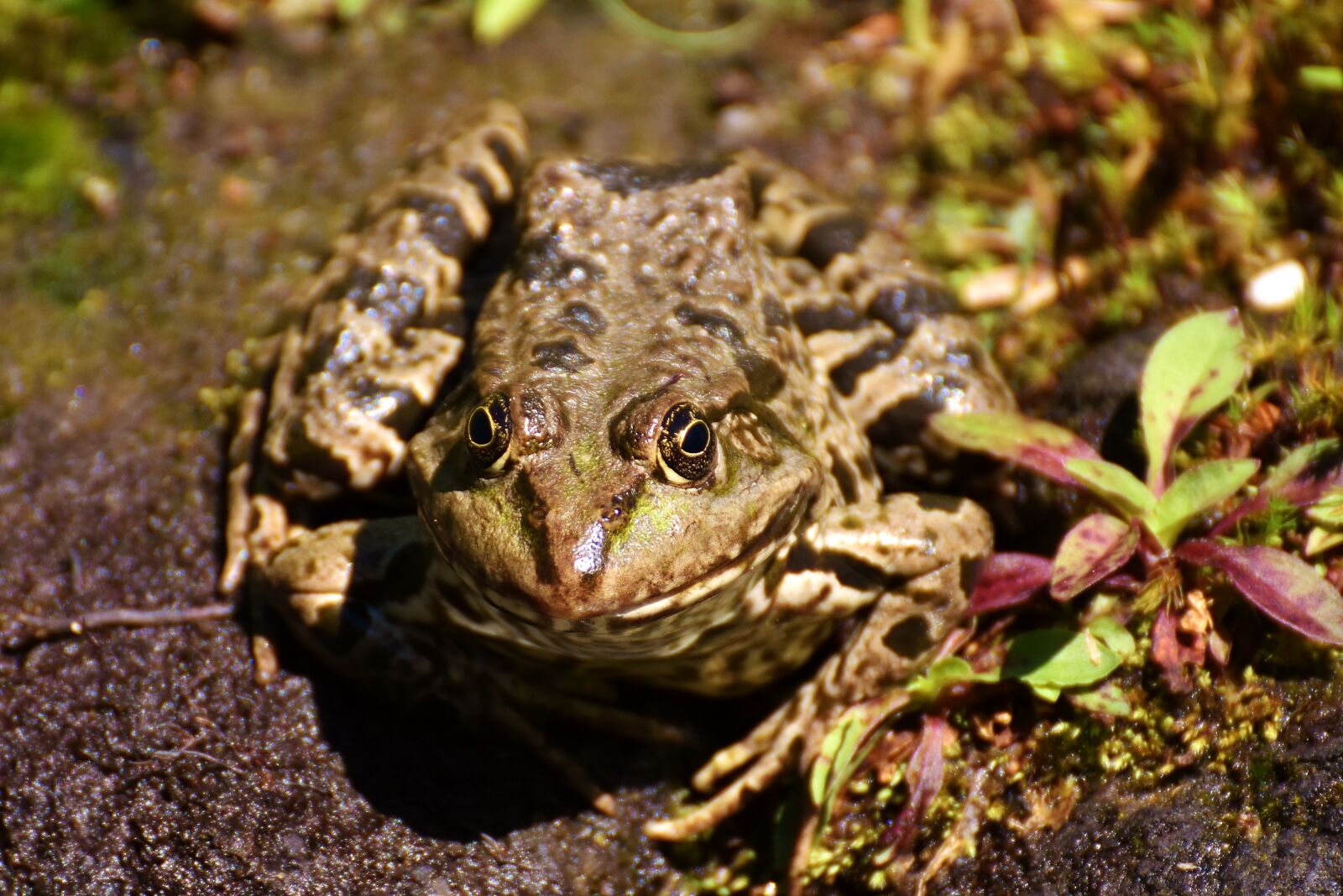 Nikon D7200 sample photo. Frog, pond, animal photography