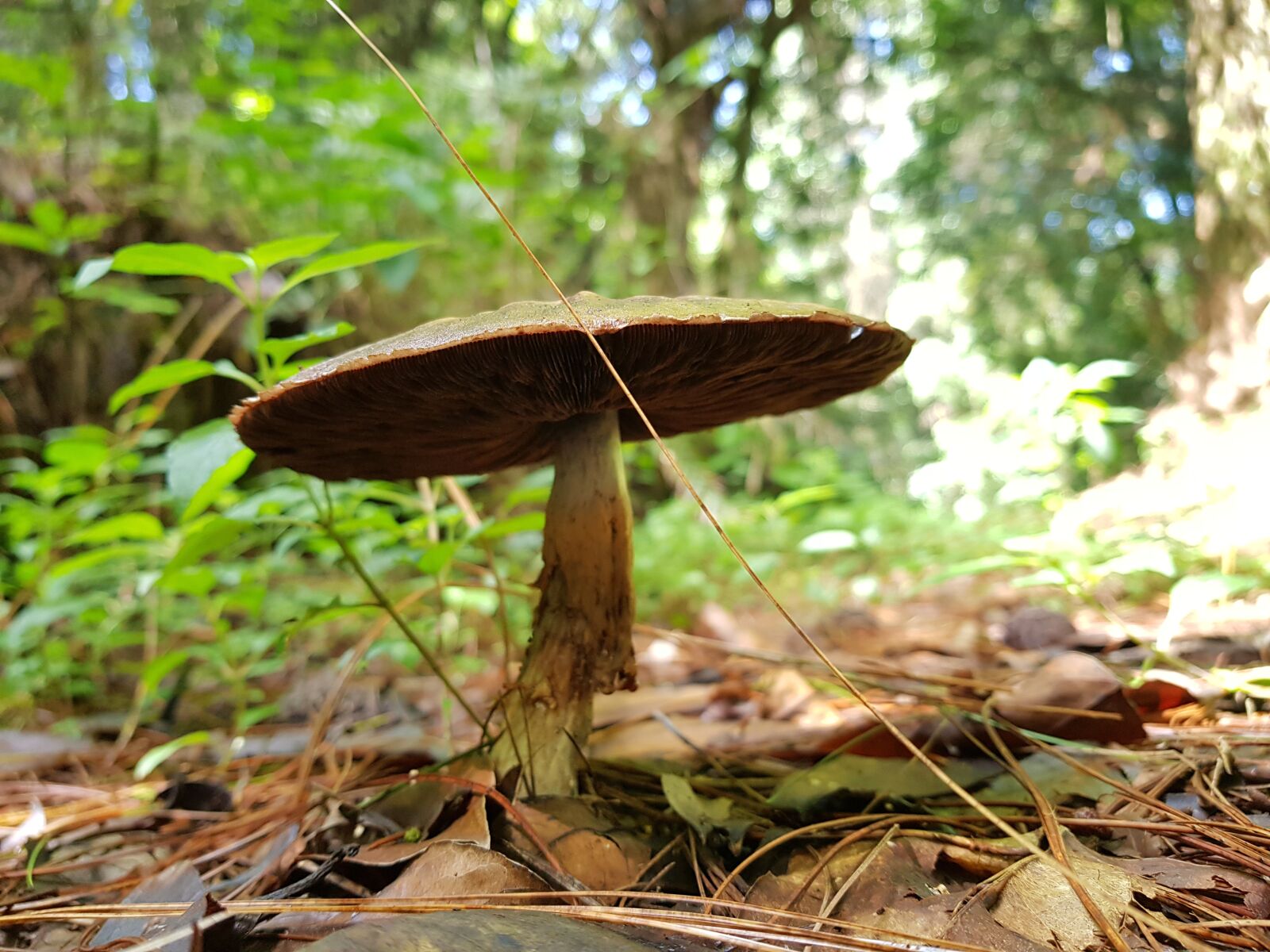 Samsung Galaxy S8 sample photo. Fungus, forest, nature photography