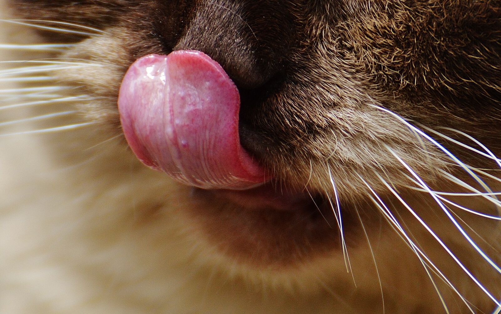 Nikon D3200 sample photo. Cat, british shorthair, snout photography