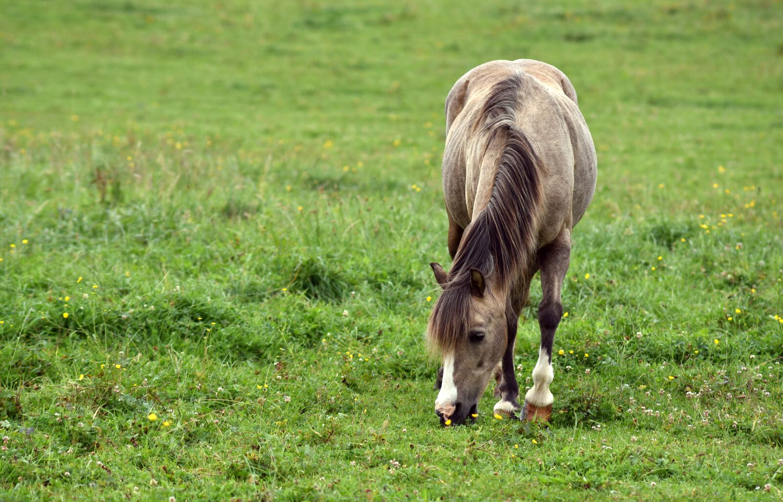 Nikon D750 sample photo. Horse, meadow, animal photography