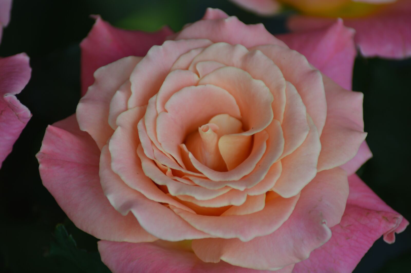 Nikon D3200 sample photo. Tags rose, flower, miss photography