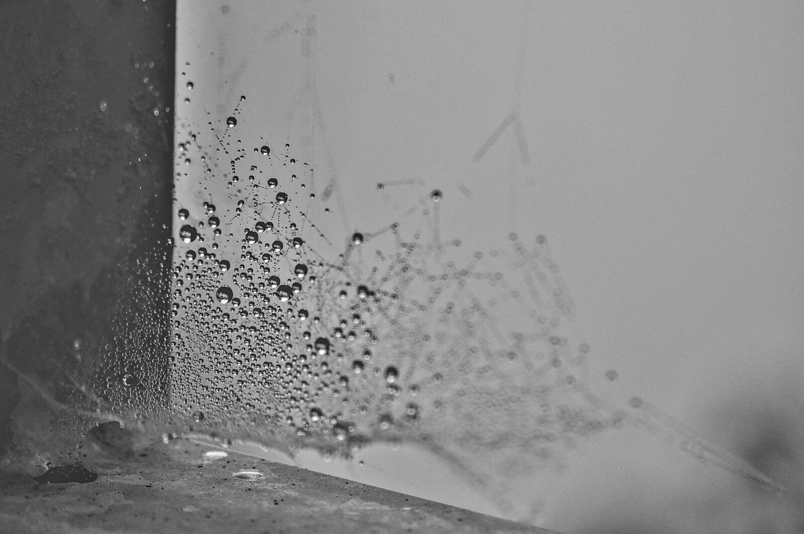 Nikon D5000 sample photo. Walk, autumn, wet photography