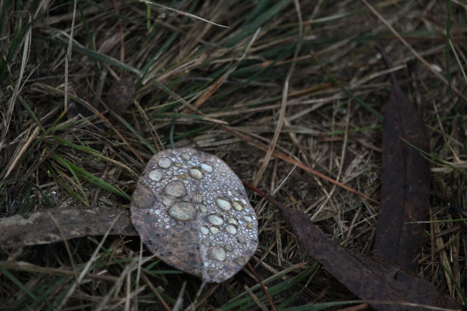 Canon EF-S 55-250mm F4-5.6 IS STM sample photo. Leaf, dew, water photography